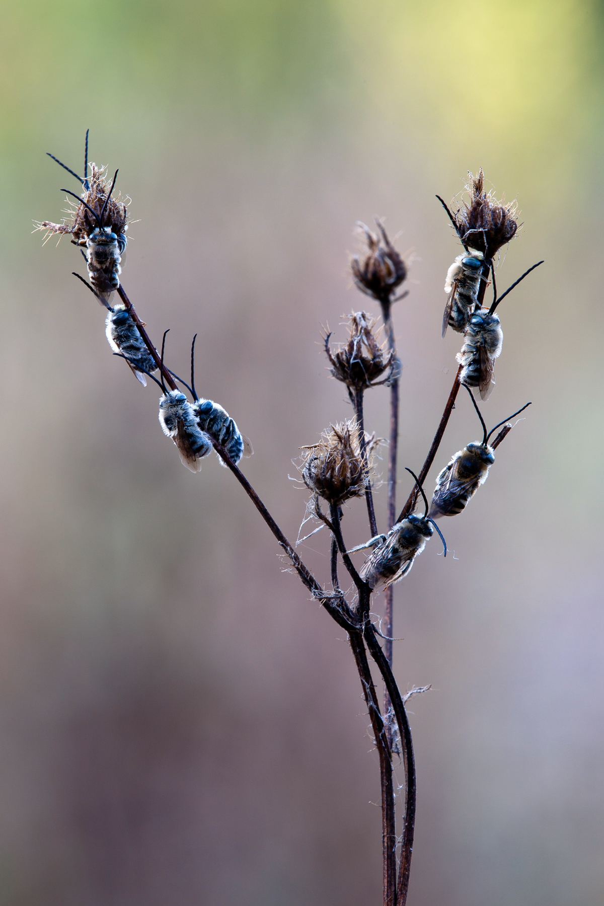 in times of crisis .. and then there's the IMU