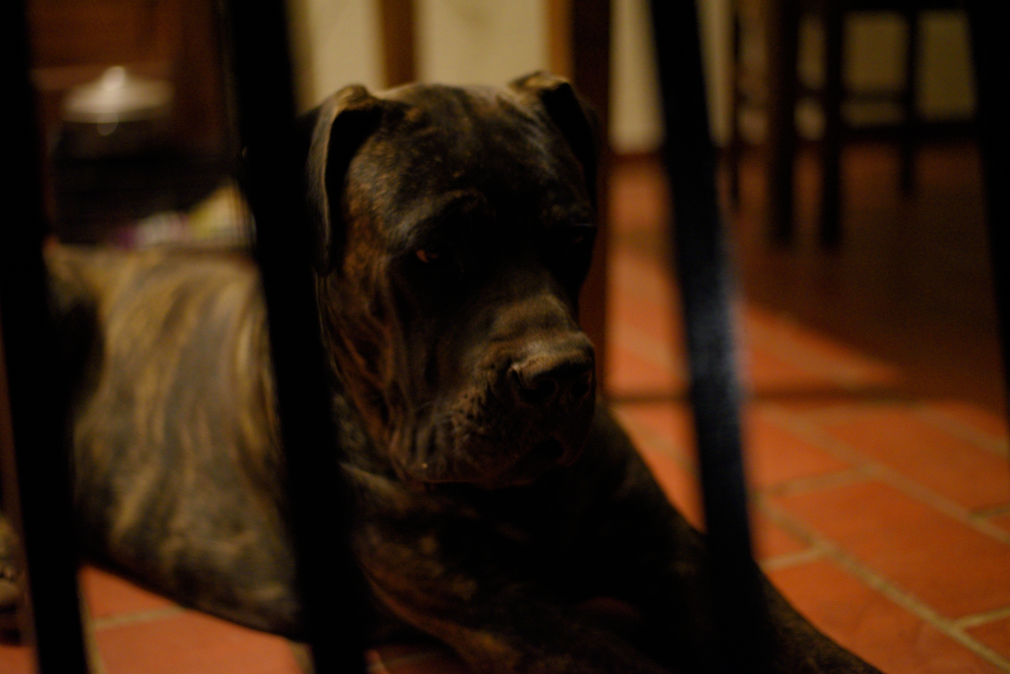 My course dog, Toto!