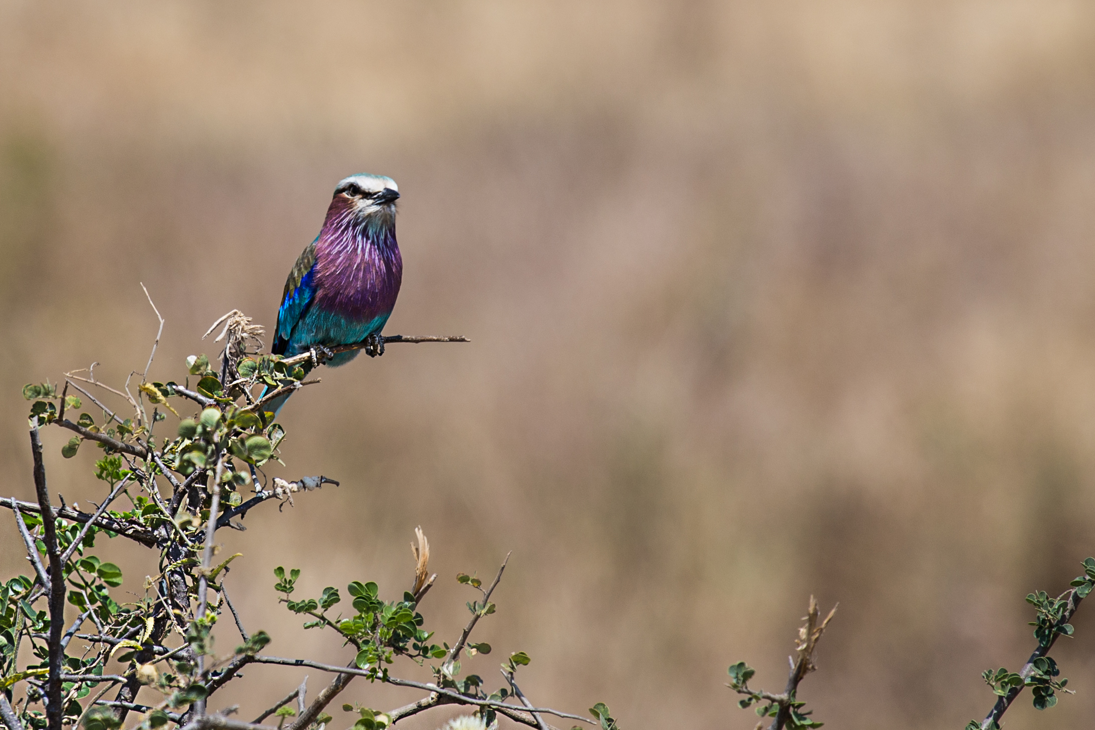 Lilac Breasted Roller