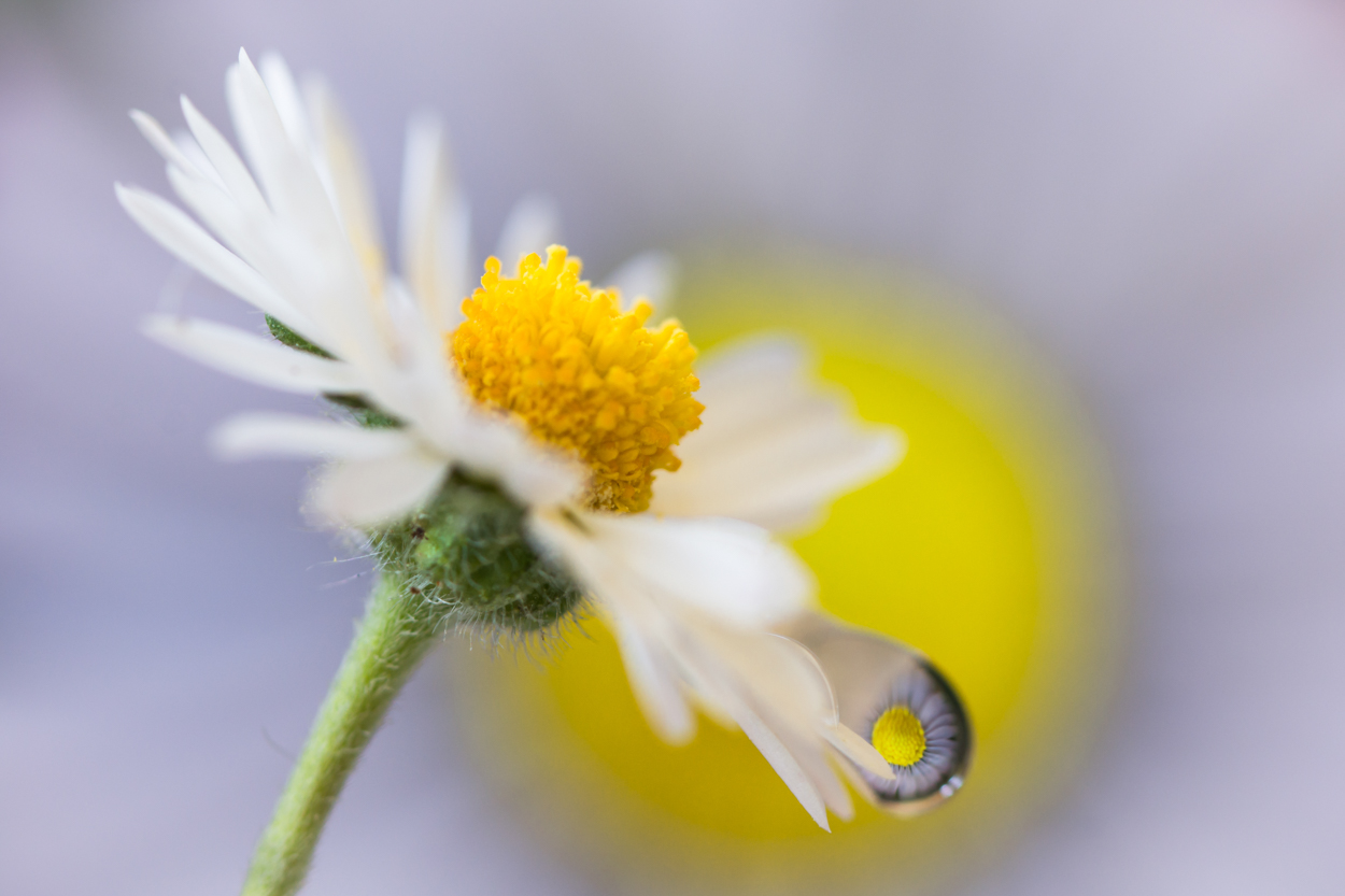 Trio of daisies