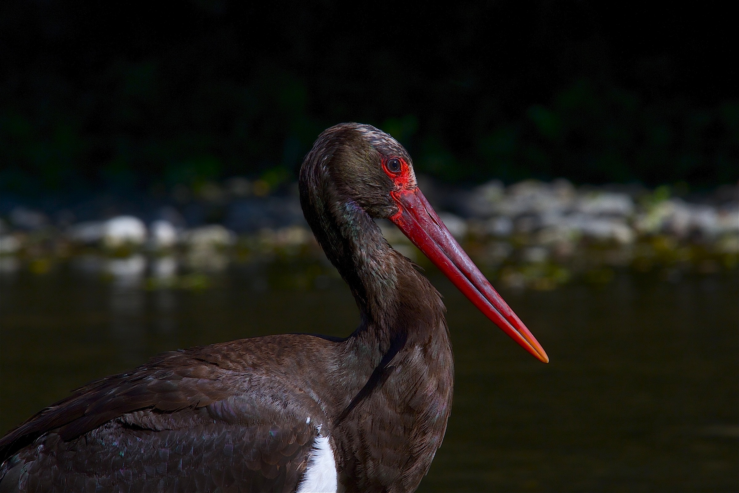 black stork