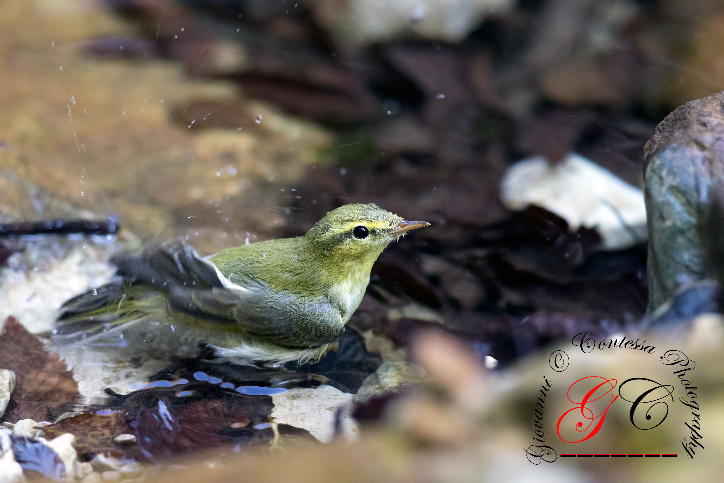 wood warbler ... bathtime