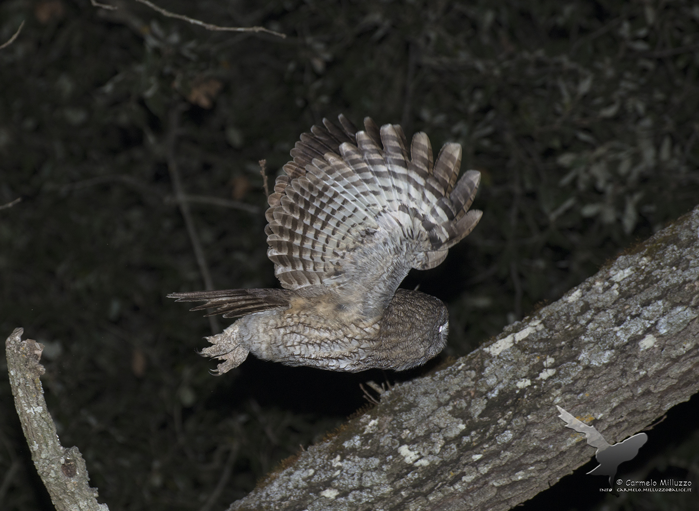 Flight _Allocco_ in the woods