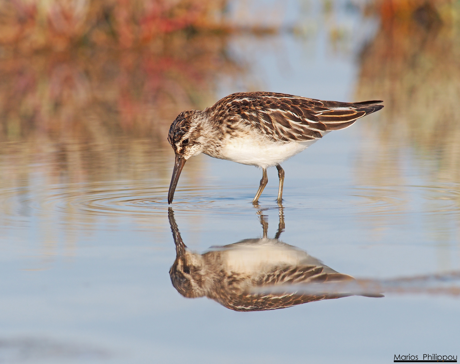 Calidris falcinellus (Broad-fatturati Sandpiper)