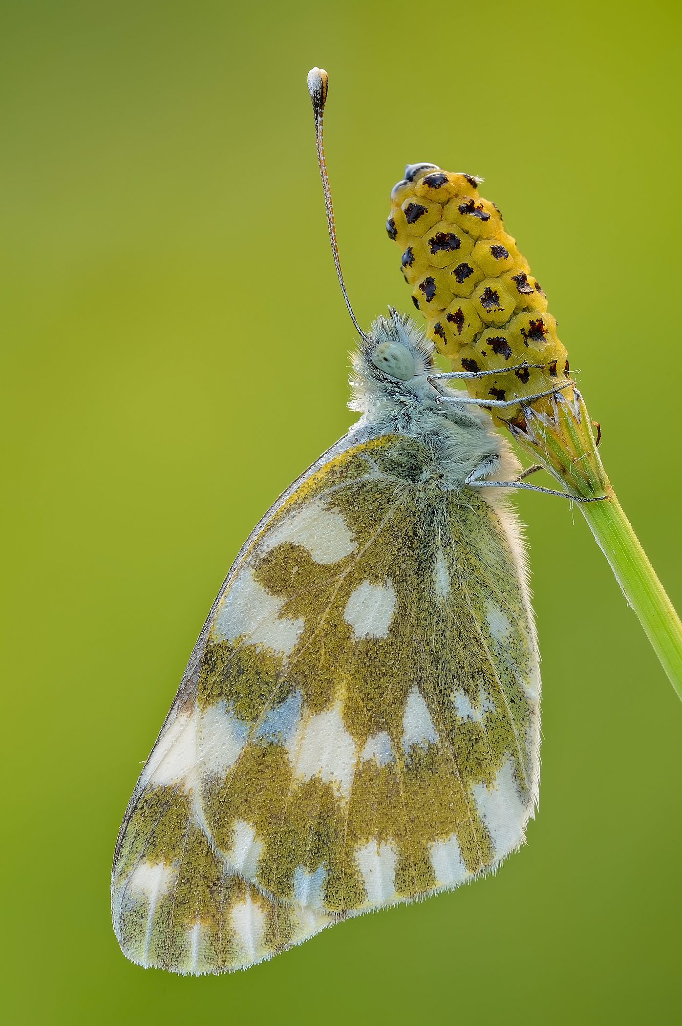 Chocolate ice cream ...