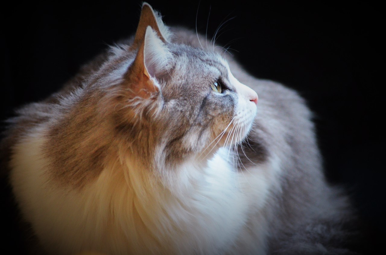 sempre fedele e rispettoso....