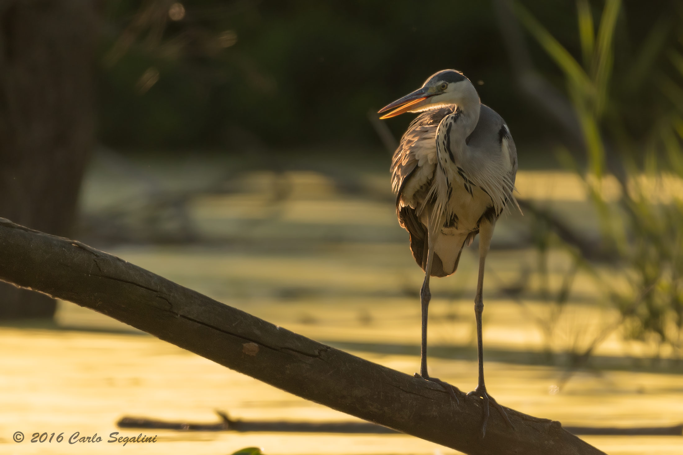 Cenerino al tramonto