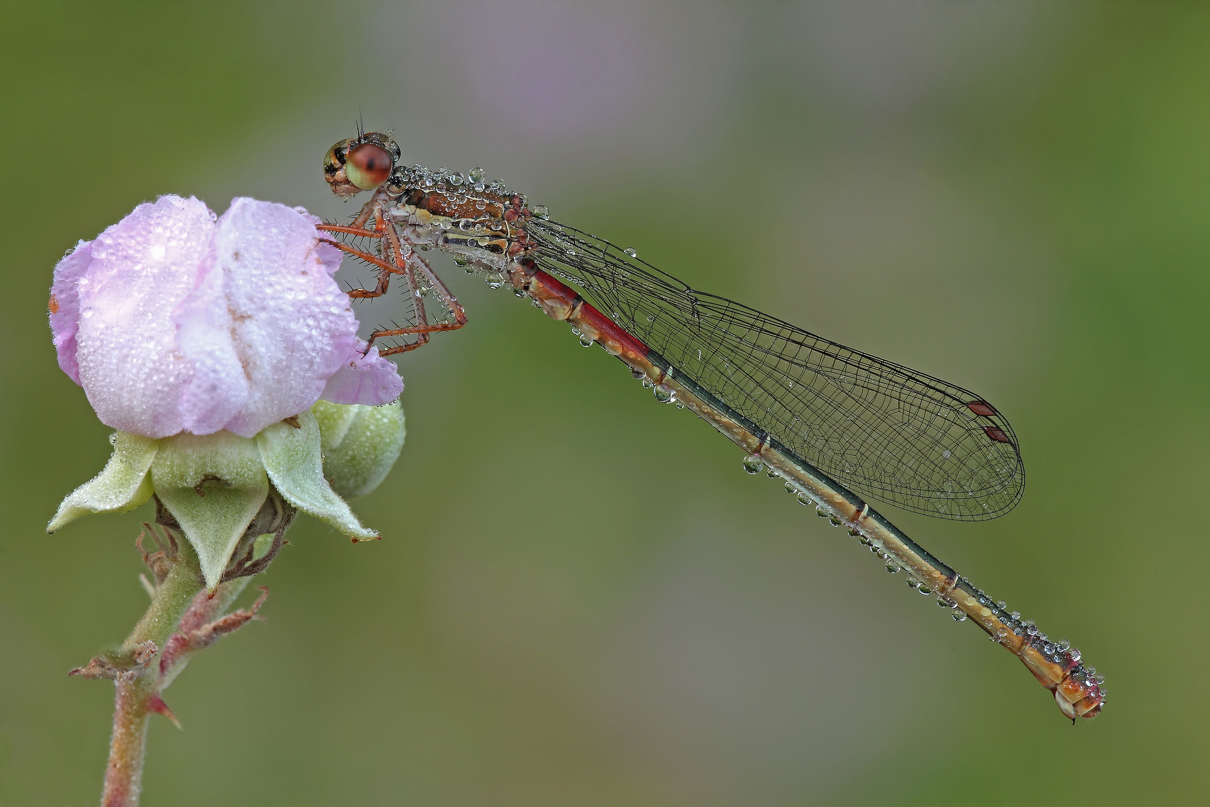 .....Se Son Rose....!!!