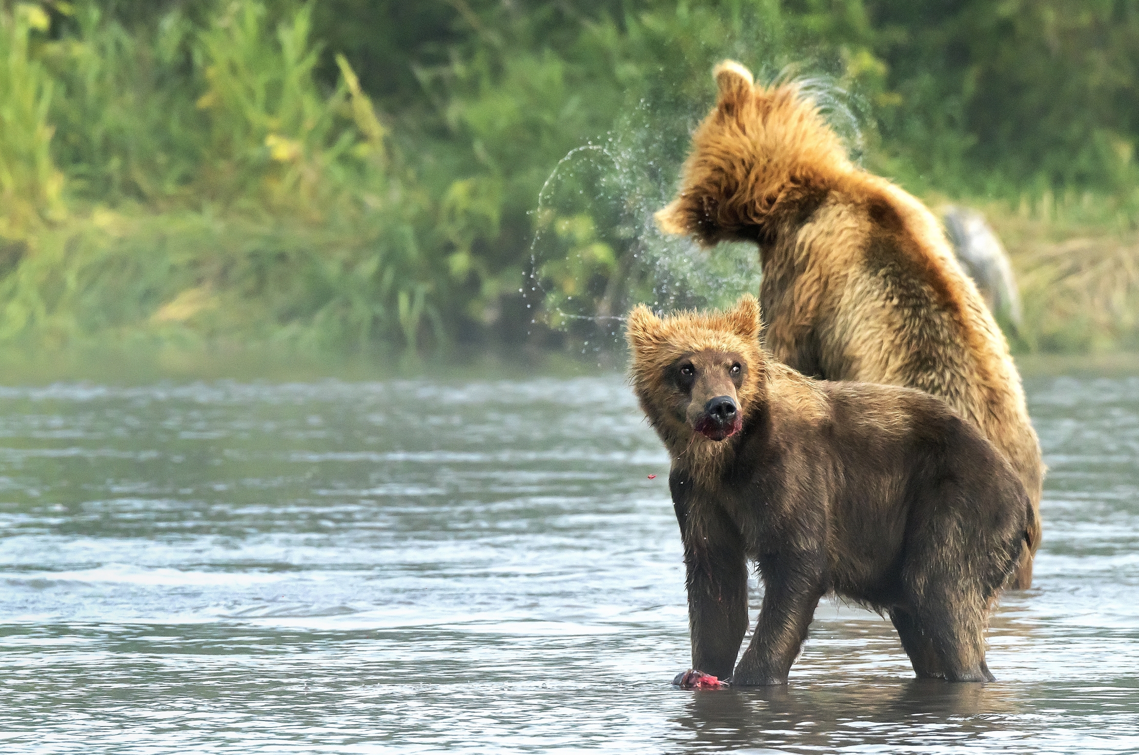 Kamchatka 2016 - Attività nella nebbiolina