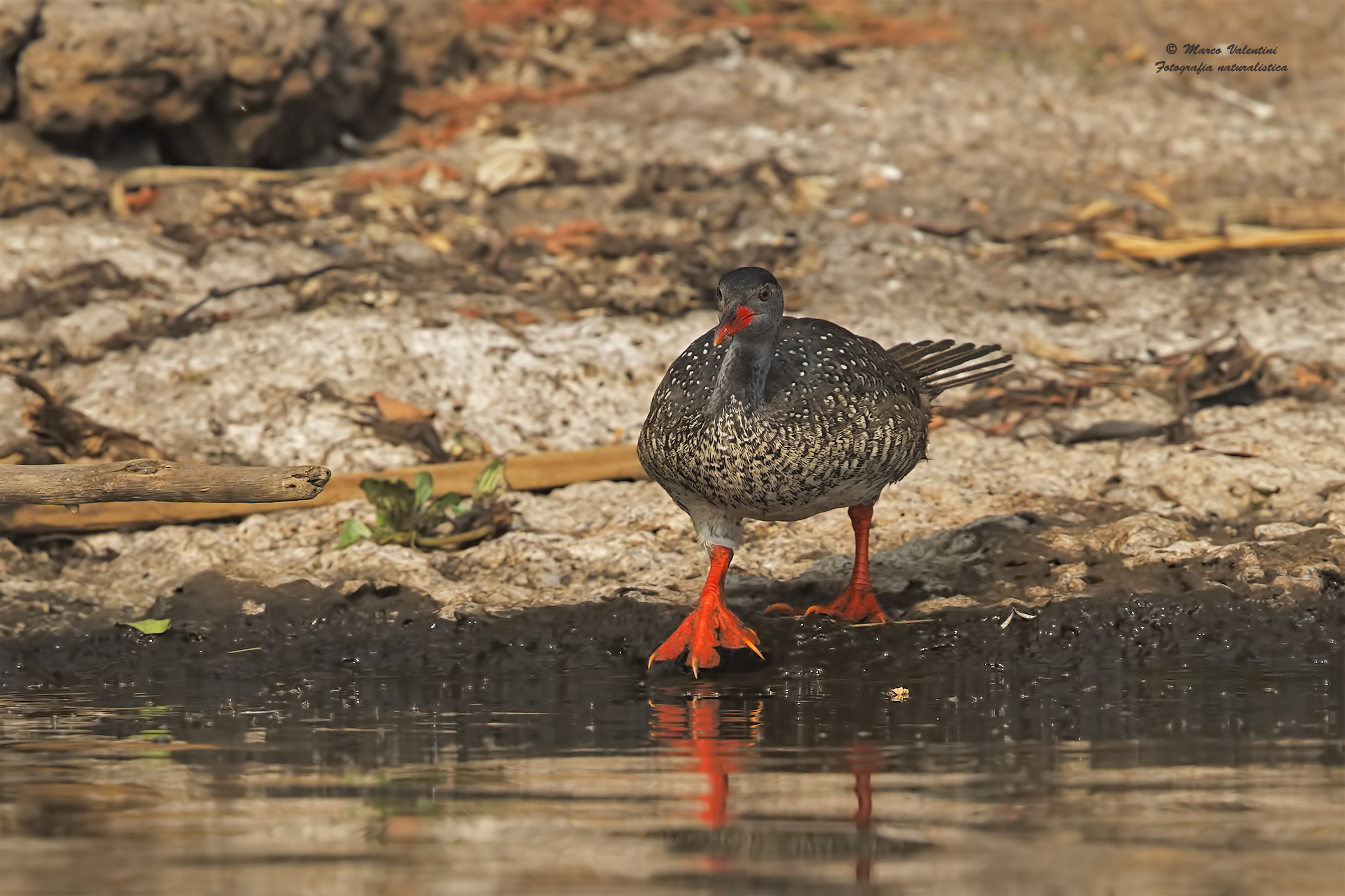 African finfoot - 2