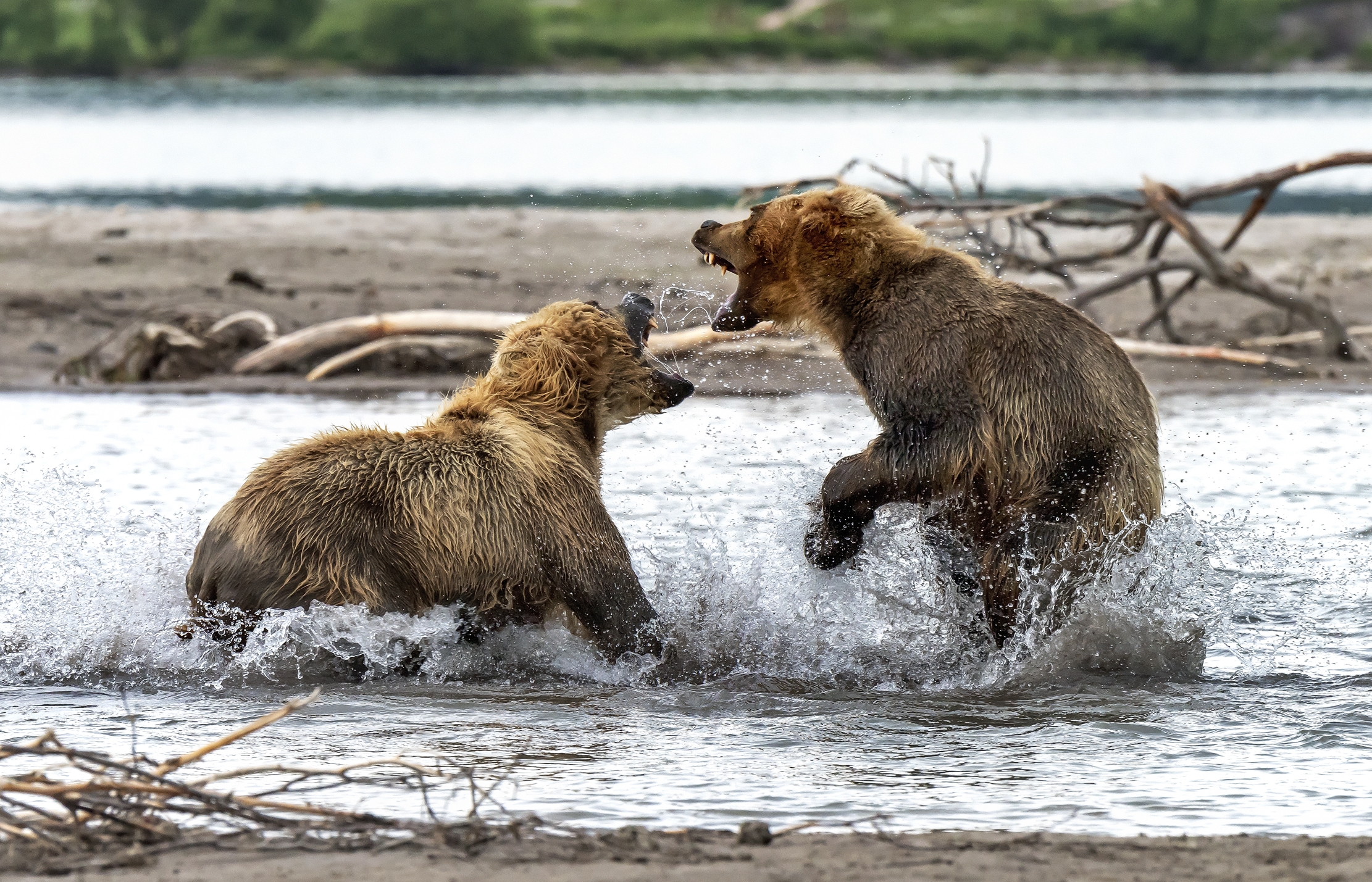 Kamchatka 2016 - Confronti