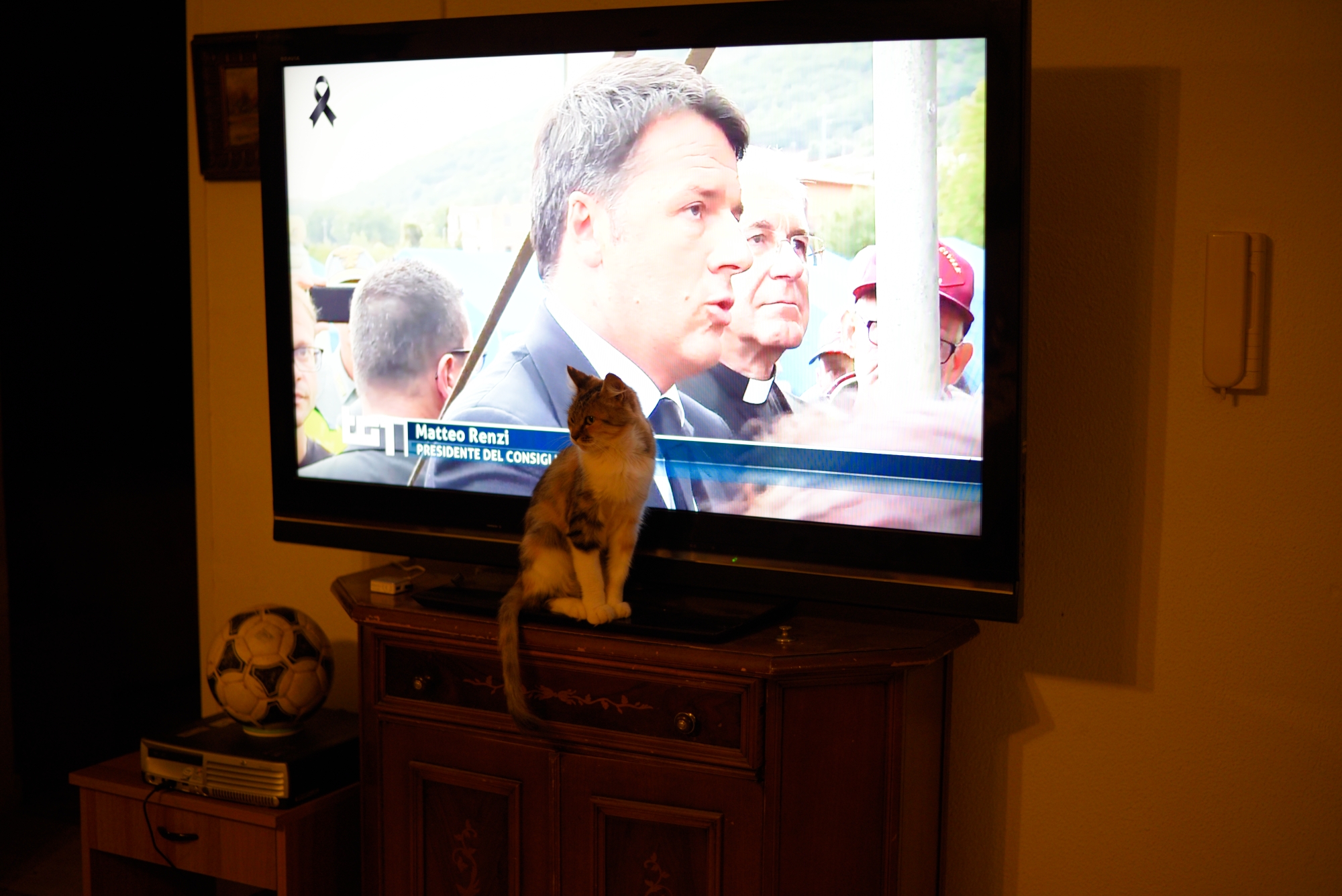 First-run live and live is my cat