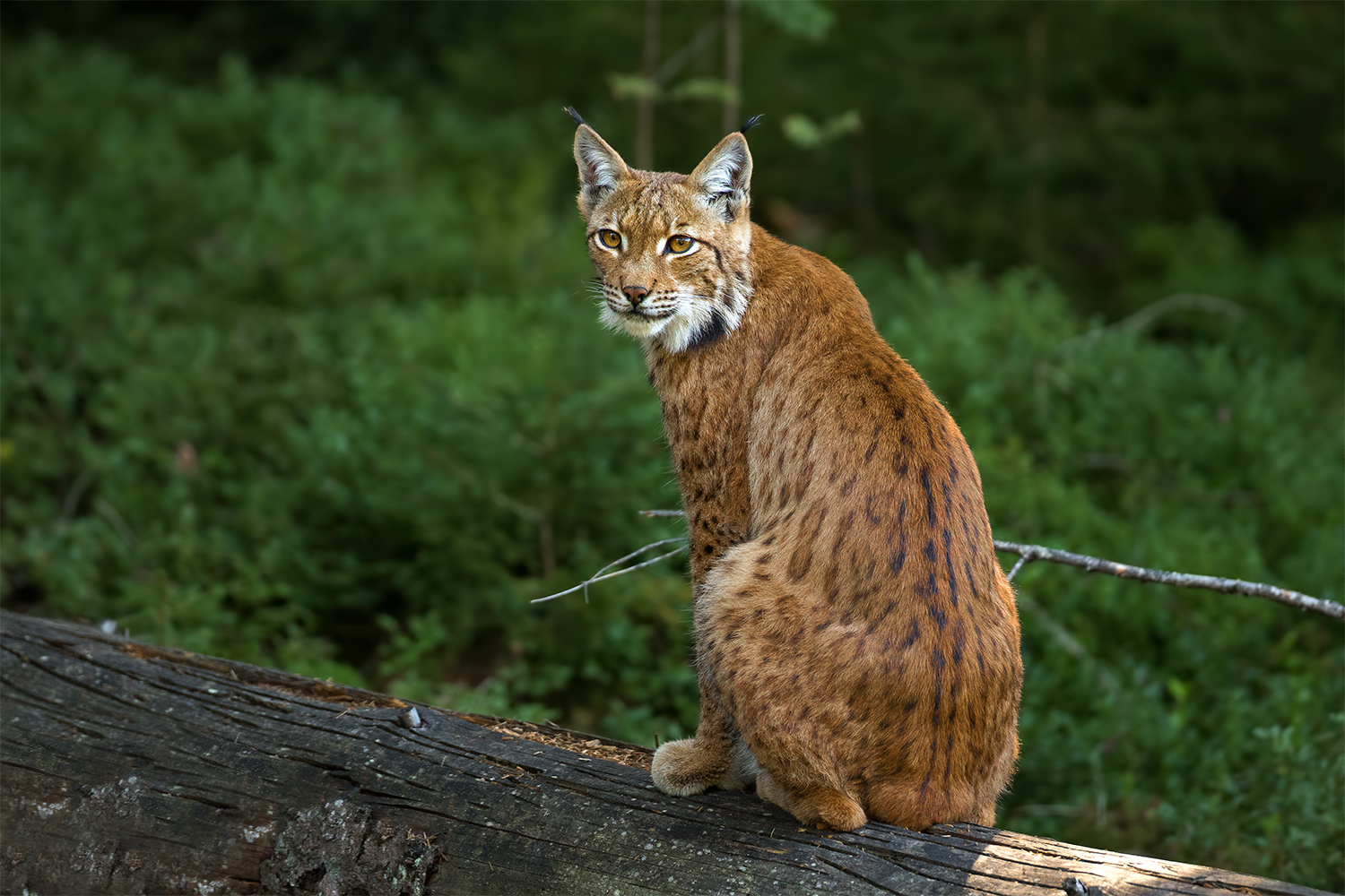 European lynx