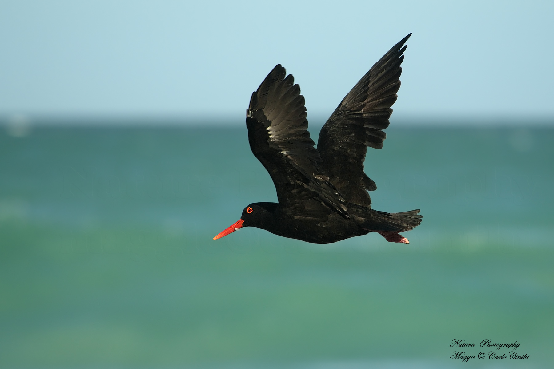 Oystercatcher African