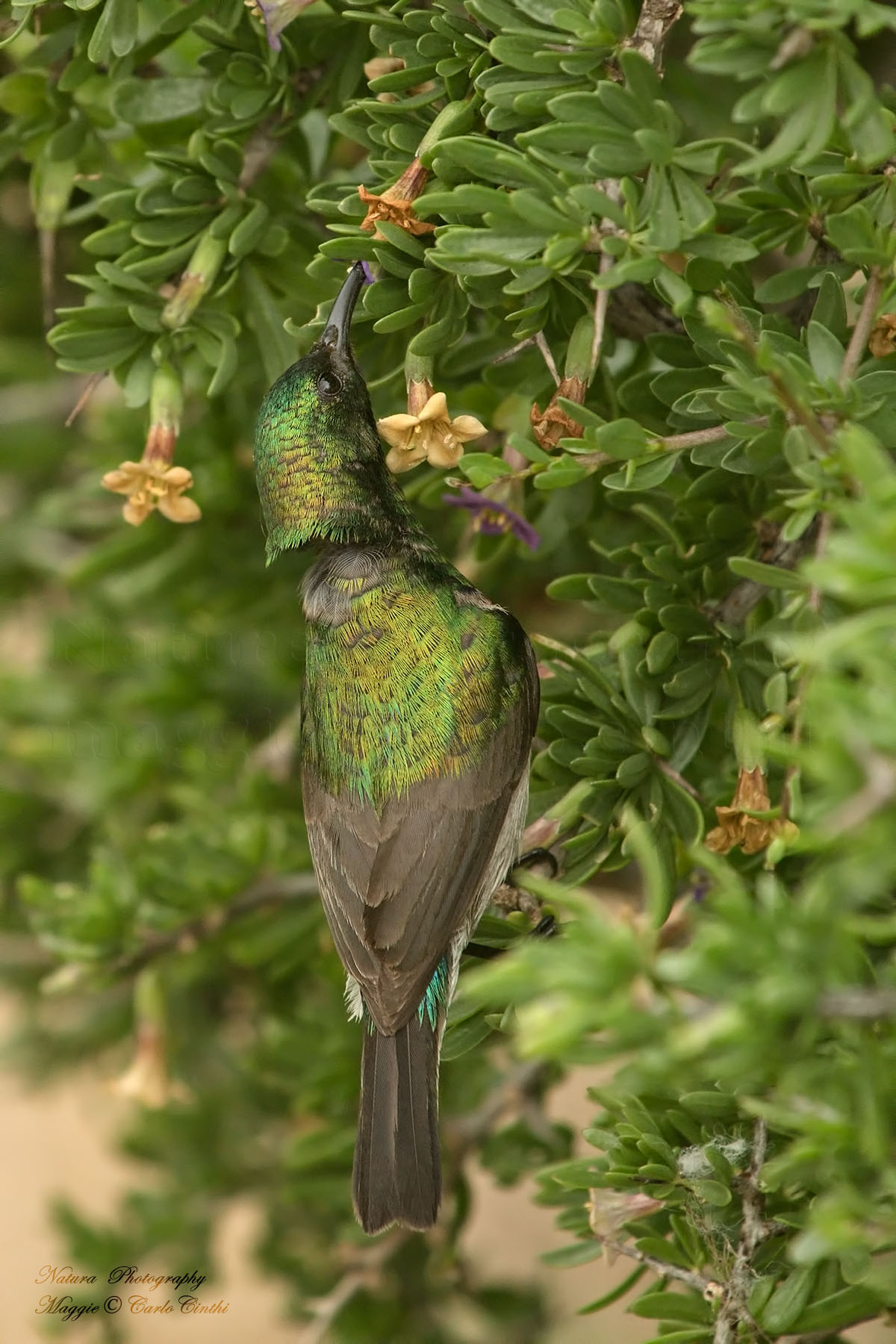 Sunbird by small double collar