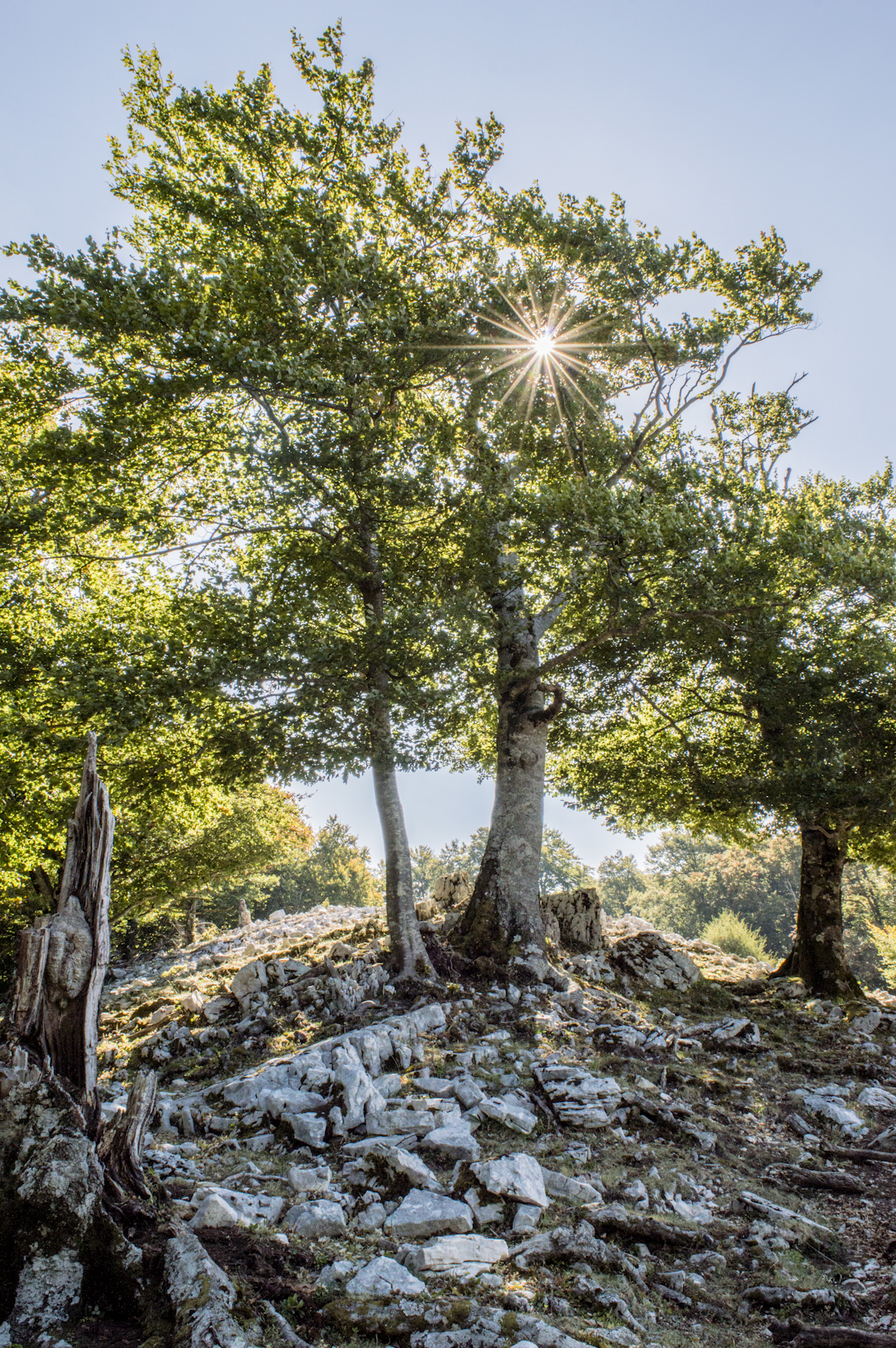 Sun through the branches