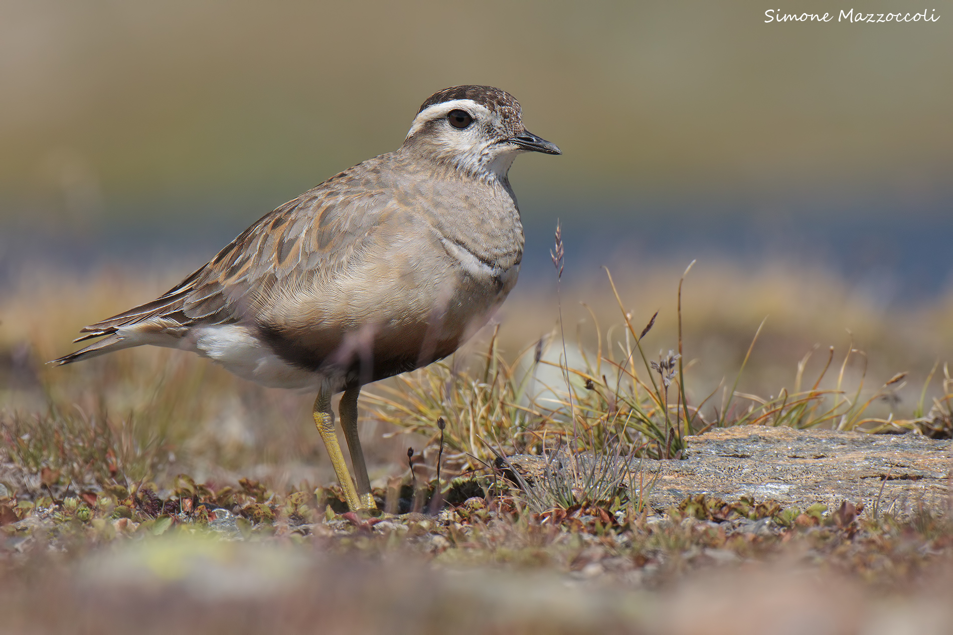 dotterel