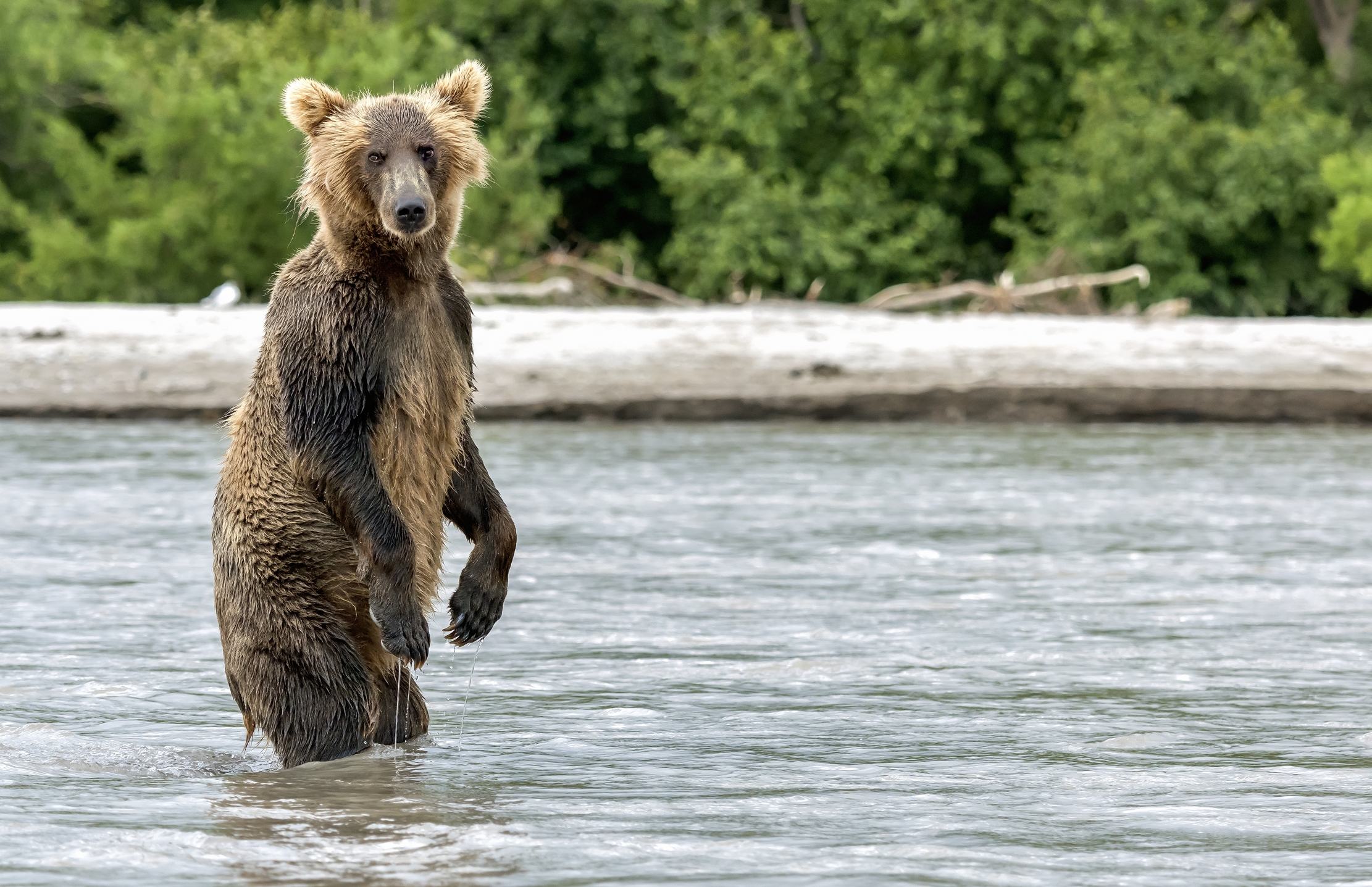 Kamchatka 2016 - Sguardi