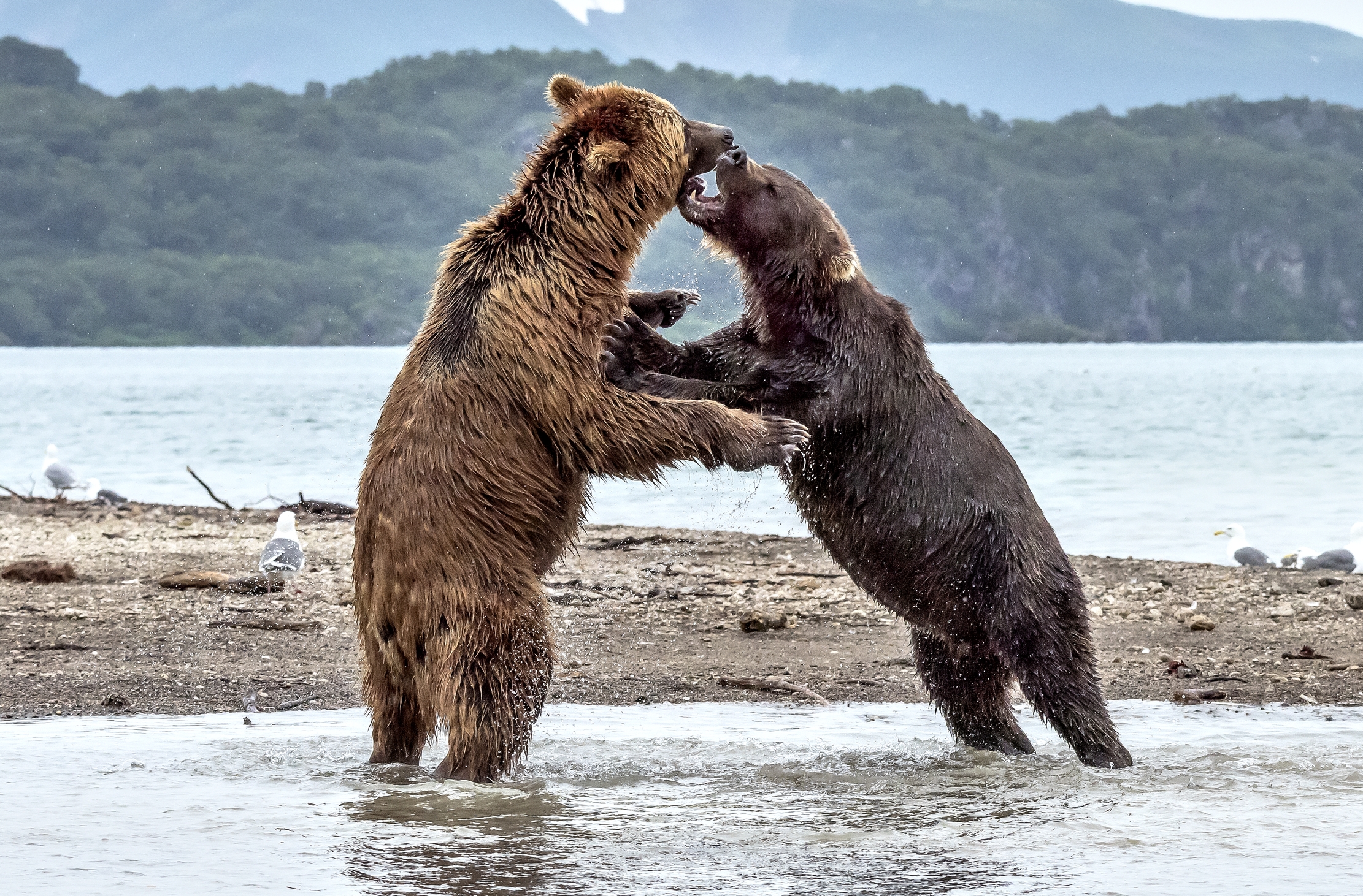 Kamchatka 2016 - Confronti