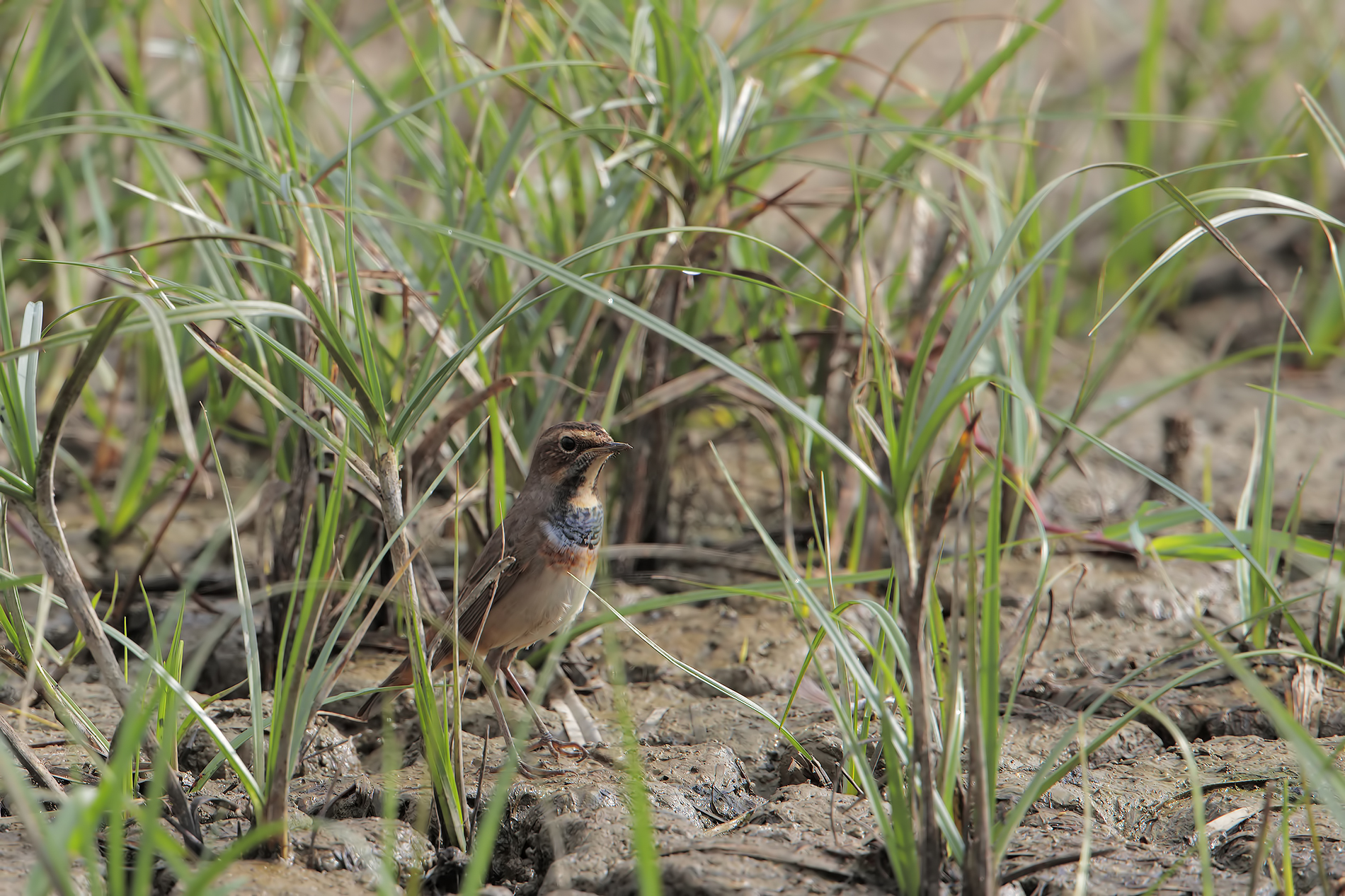 Bluethroat set