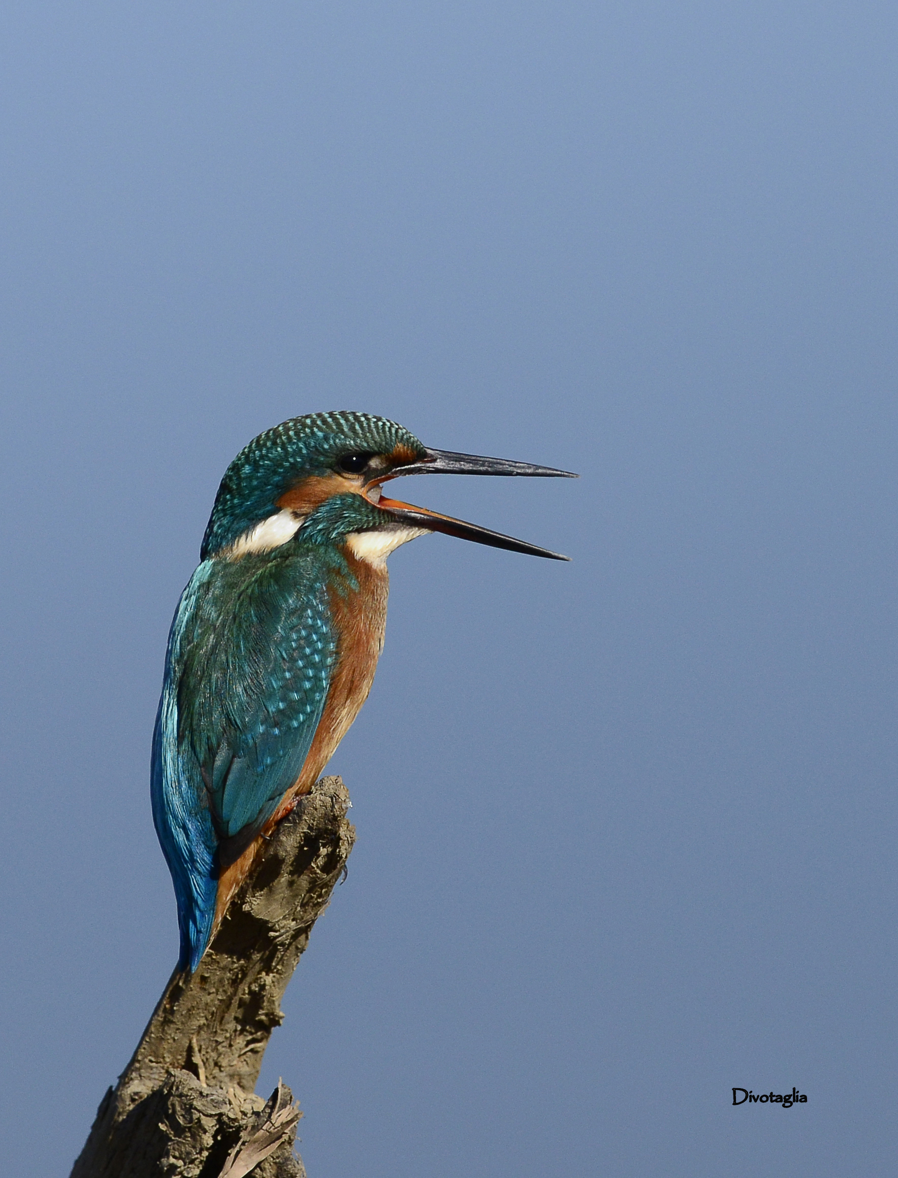 Kingfisher
