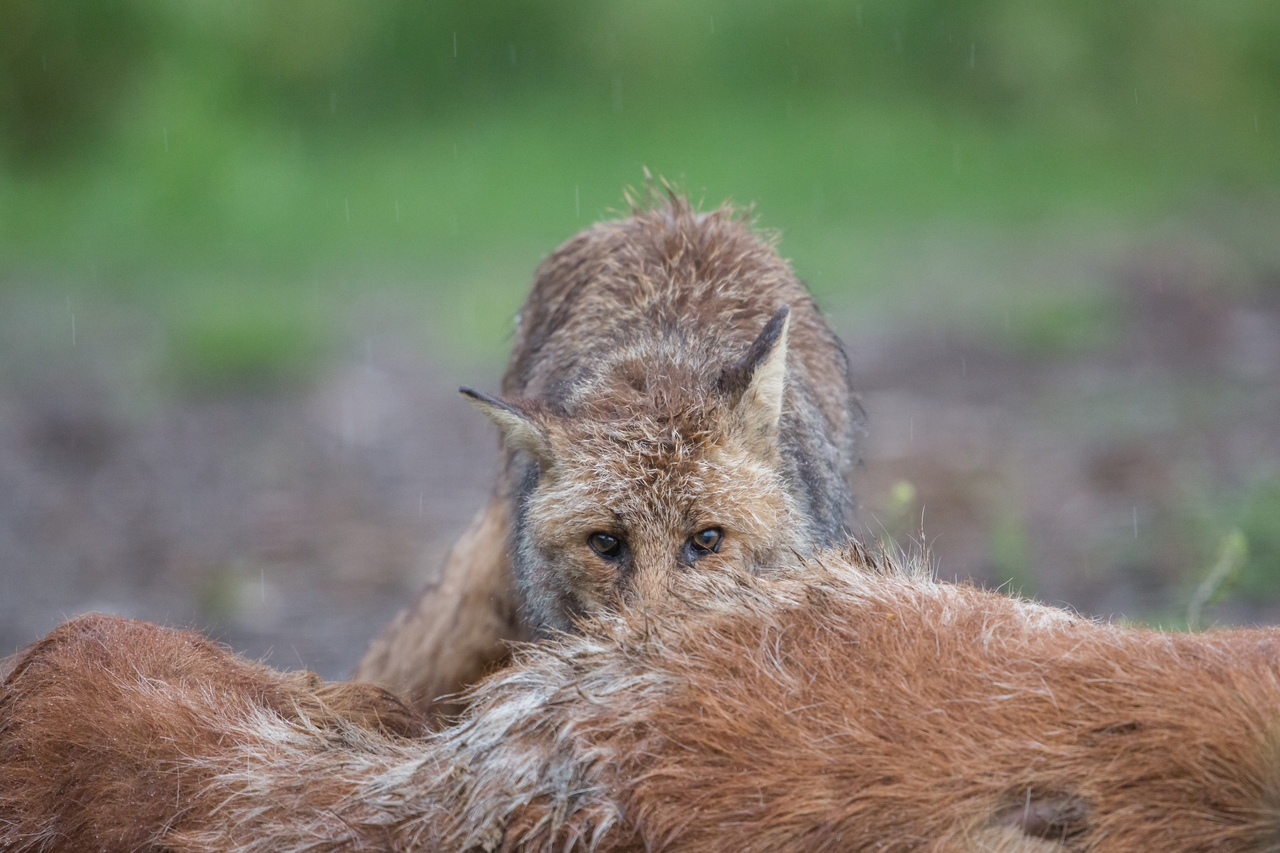 Gli occhi della fame