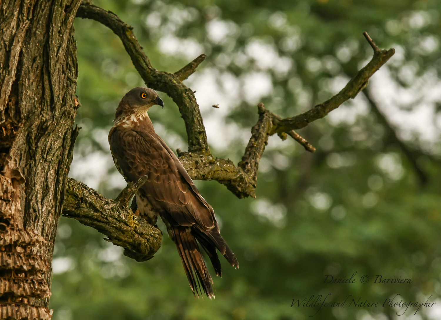 Falco pecchiaiolo (e ape) ambientata !!