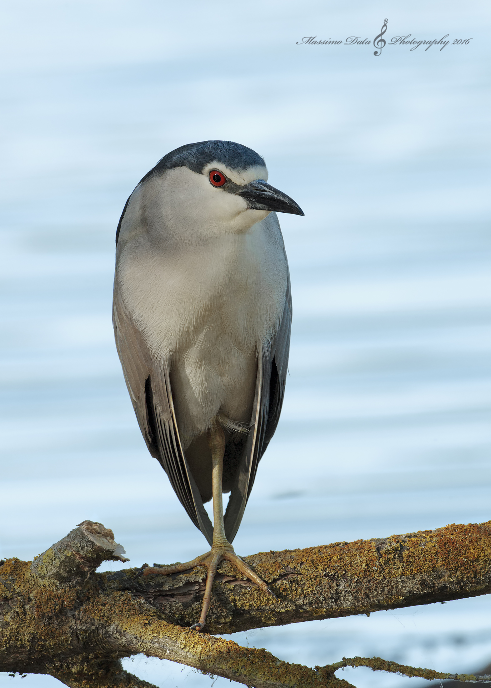 Night Heron