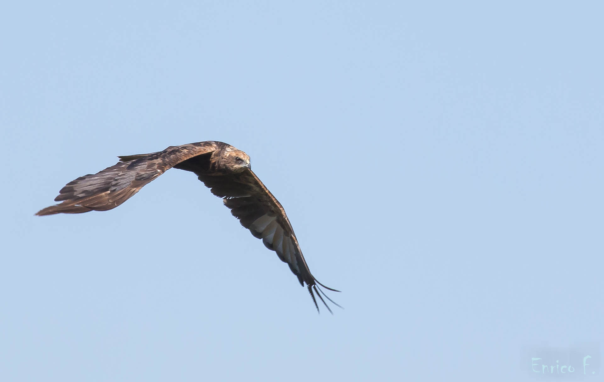 Marsh harrier