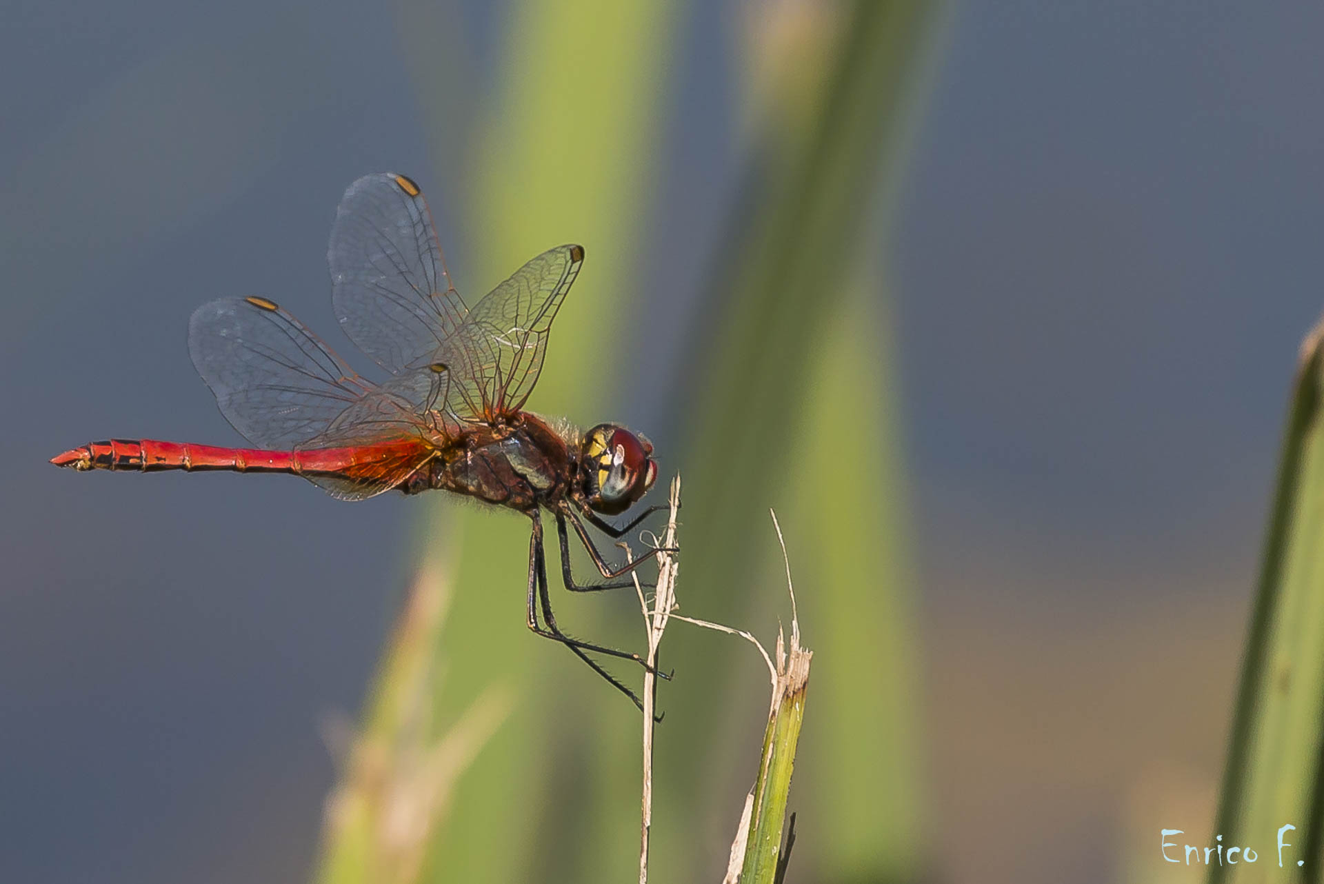 red Dragonfly