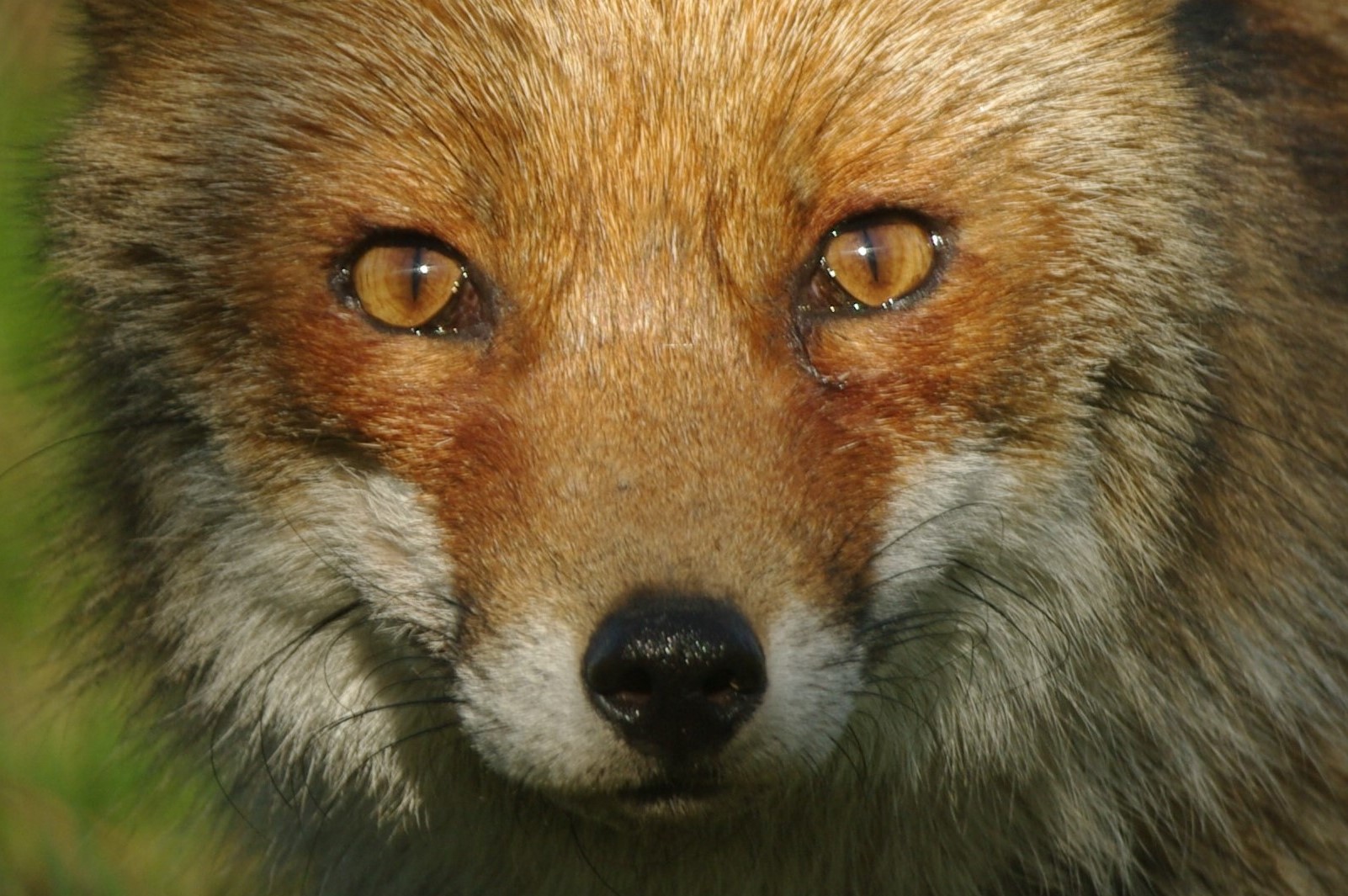 (Volpe (Vulpes vulpes)