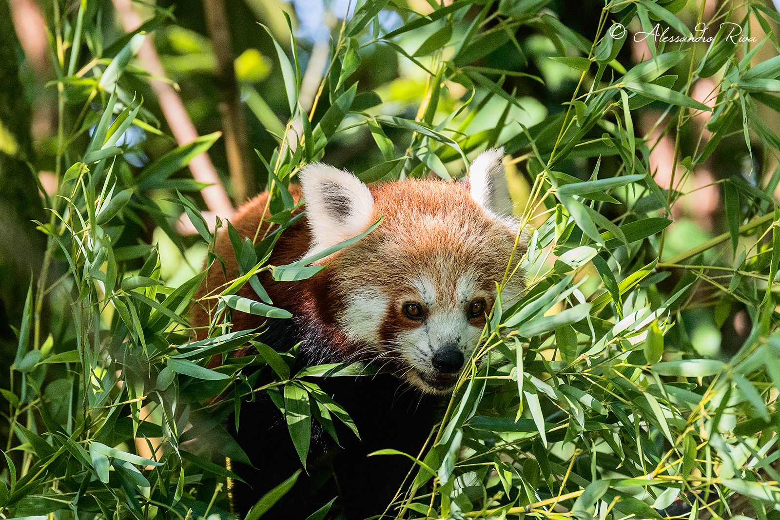 Red Panda