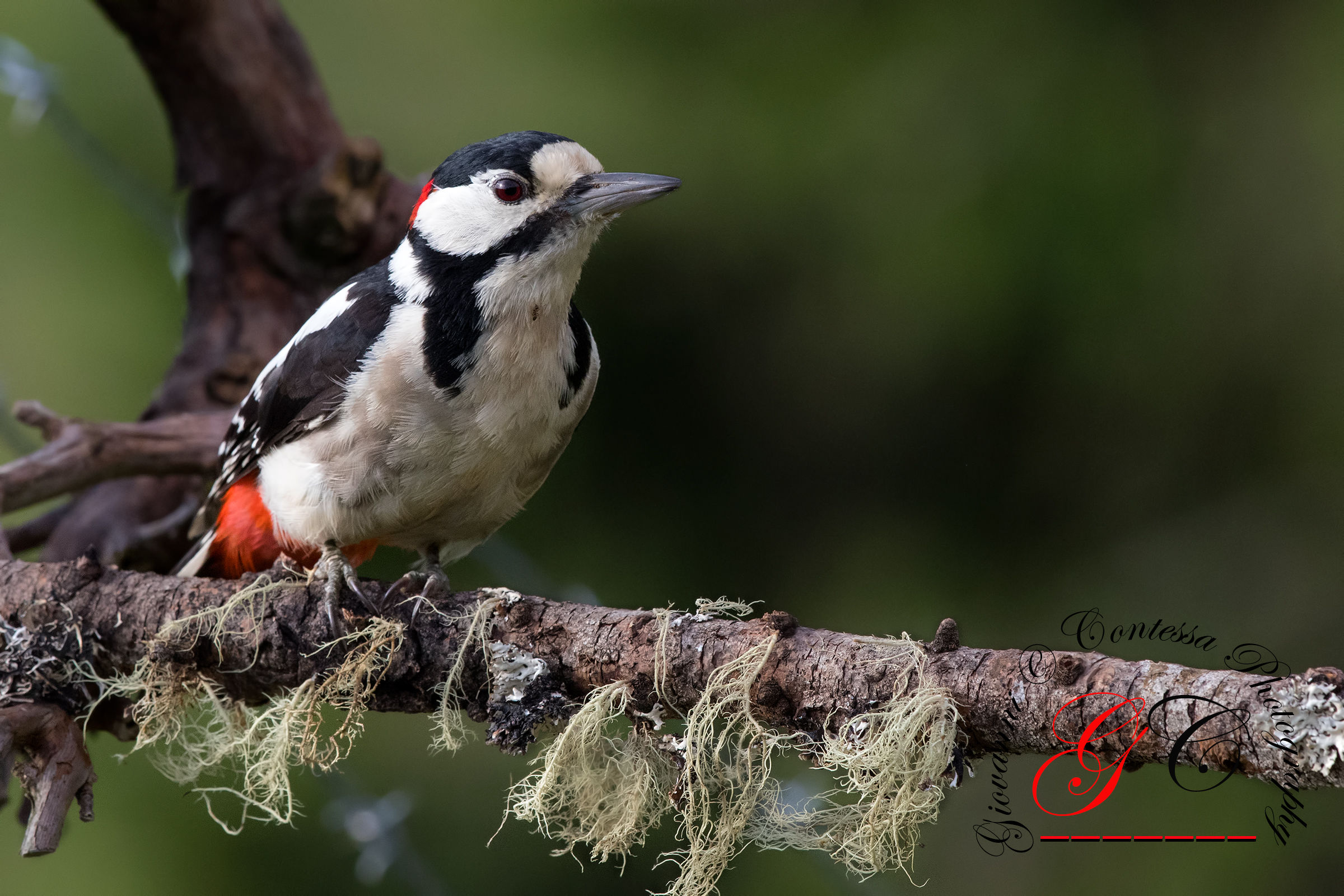 great spotted woodpecker