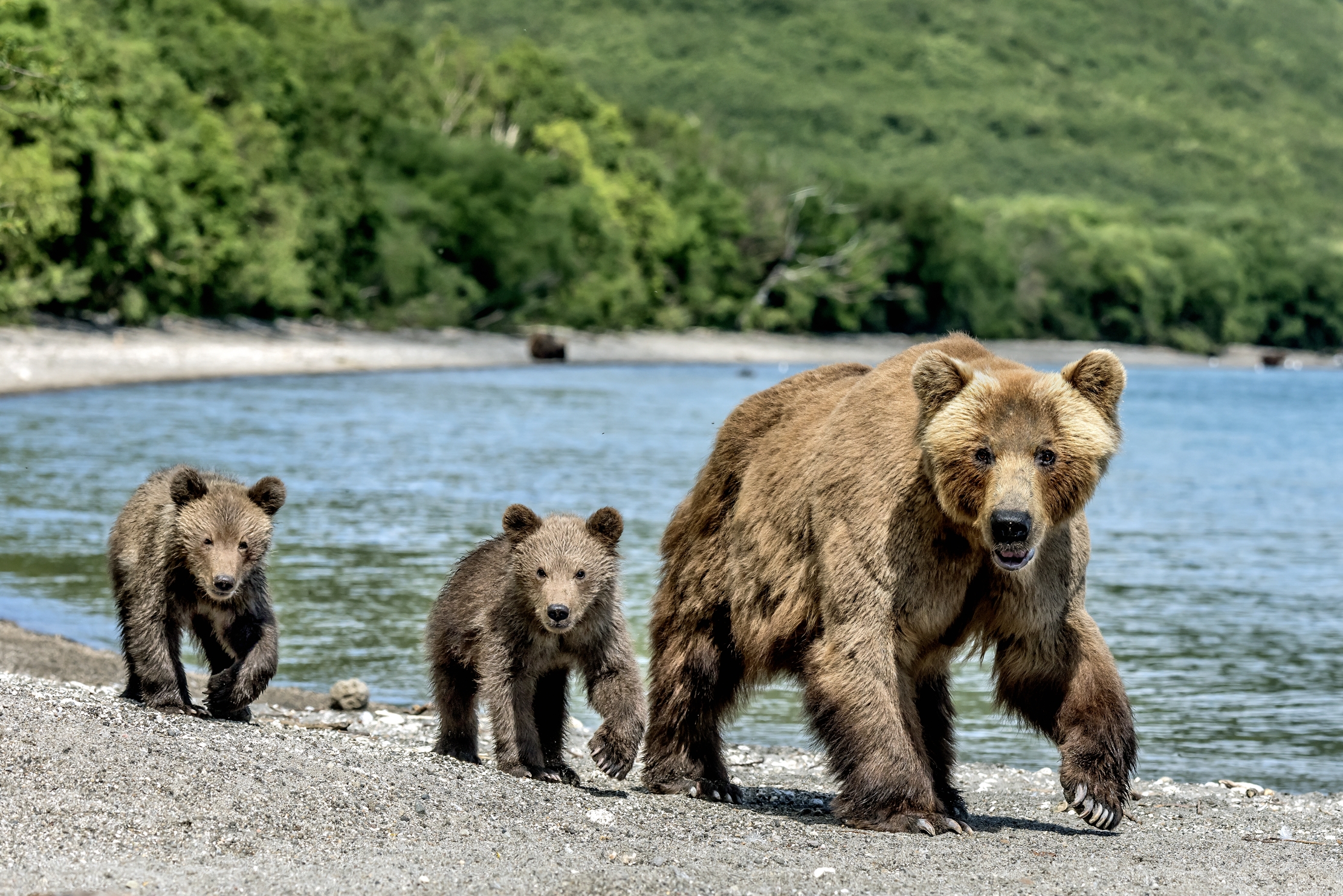 Kamchatka 2016 - A passeggio