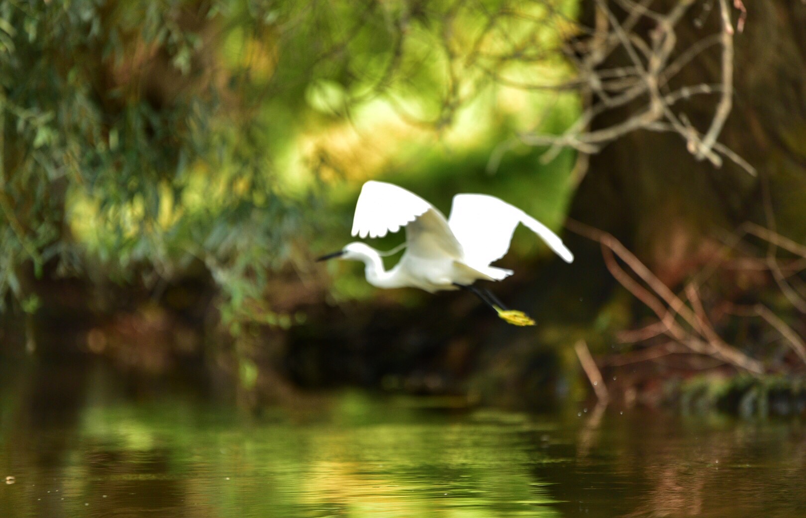 garzetta di Delta Dunari