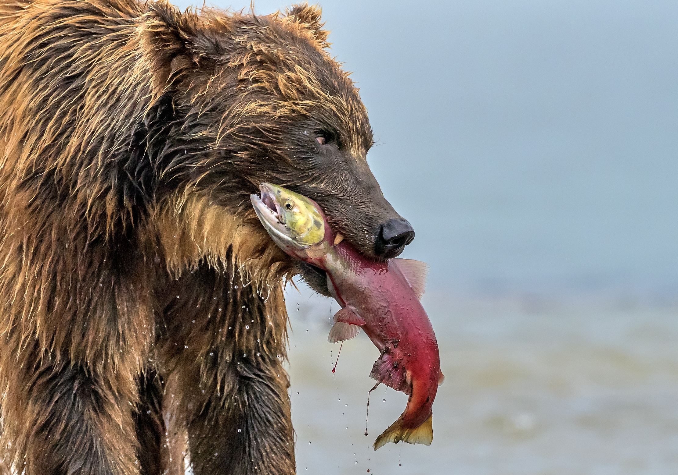 Kamchatka 2016 - Pesca