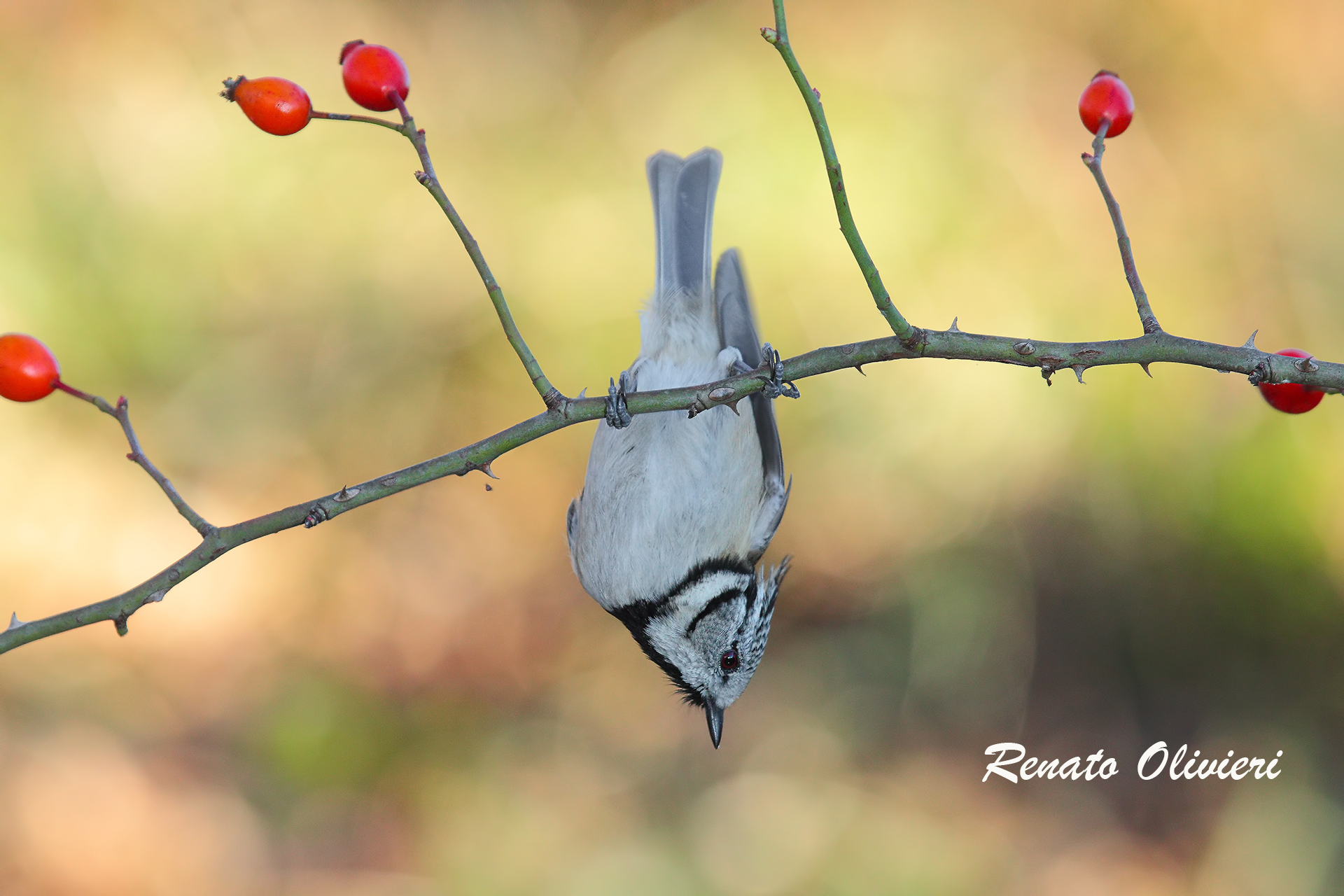 Crested Tit
