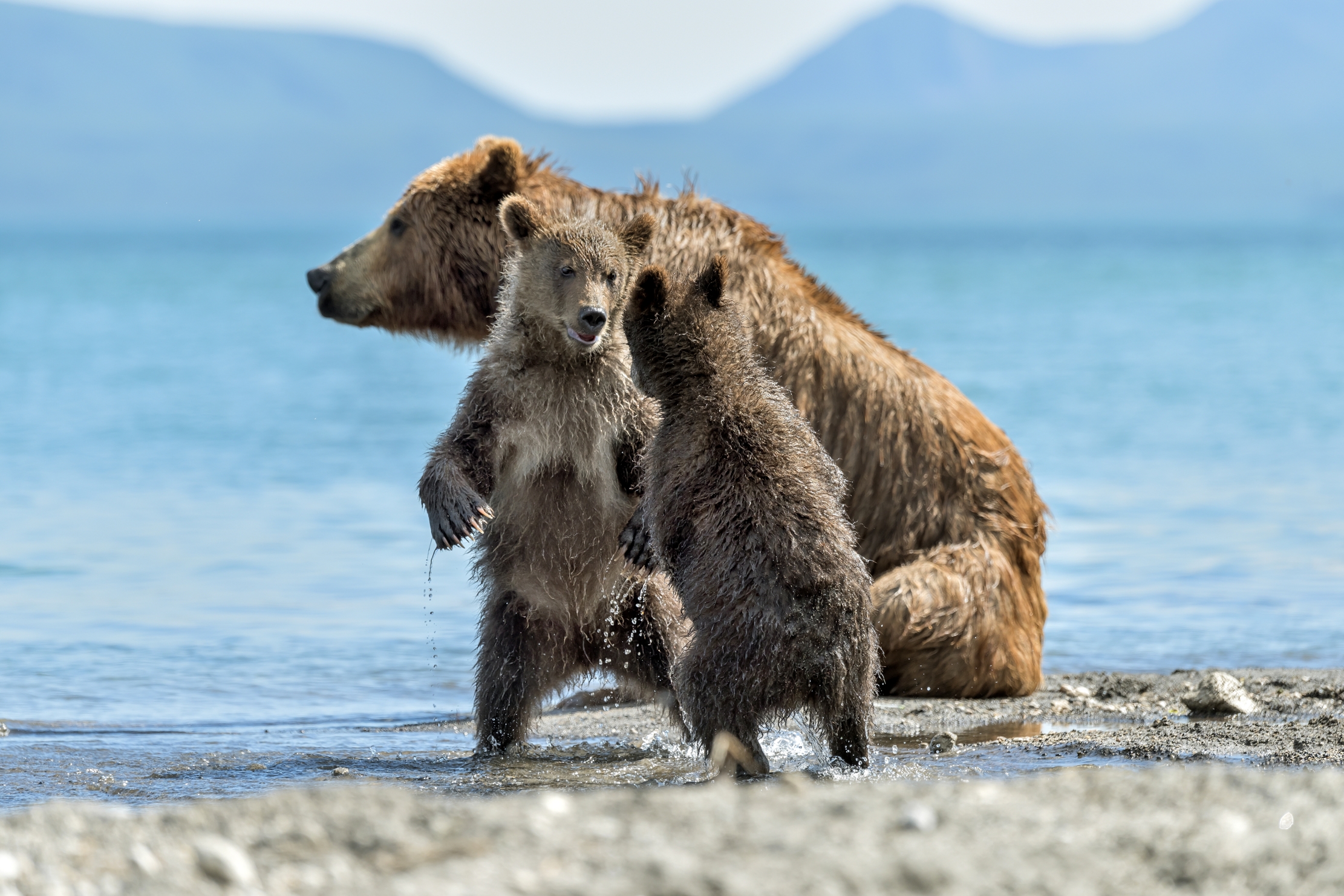 Kamchatka 2016 - Giochi