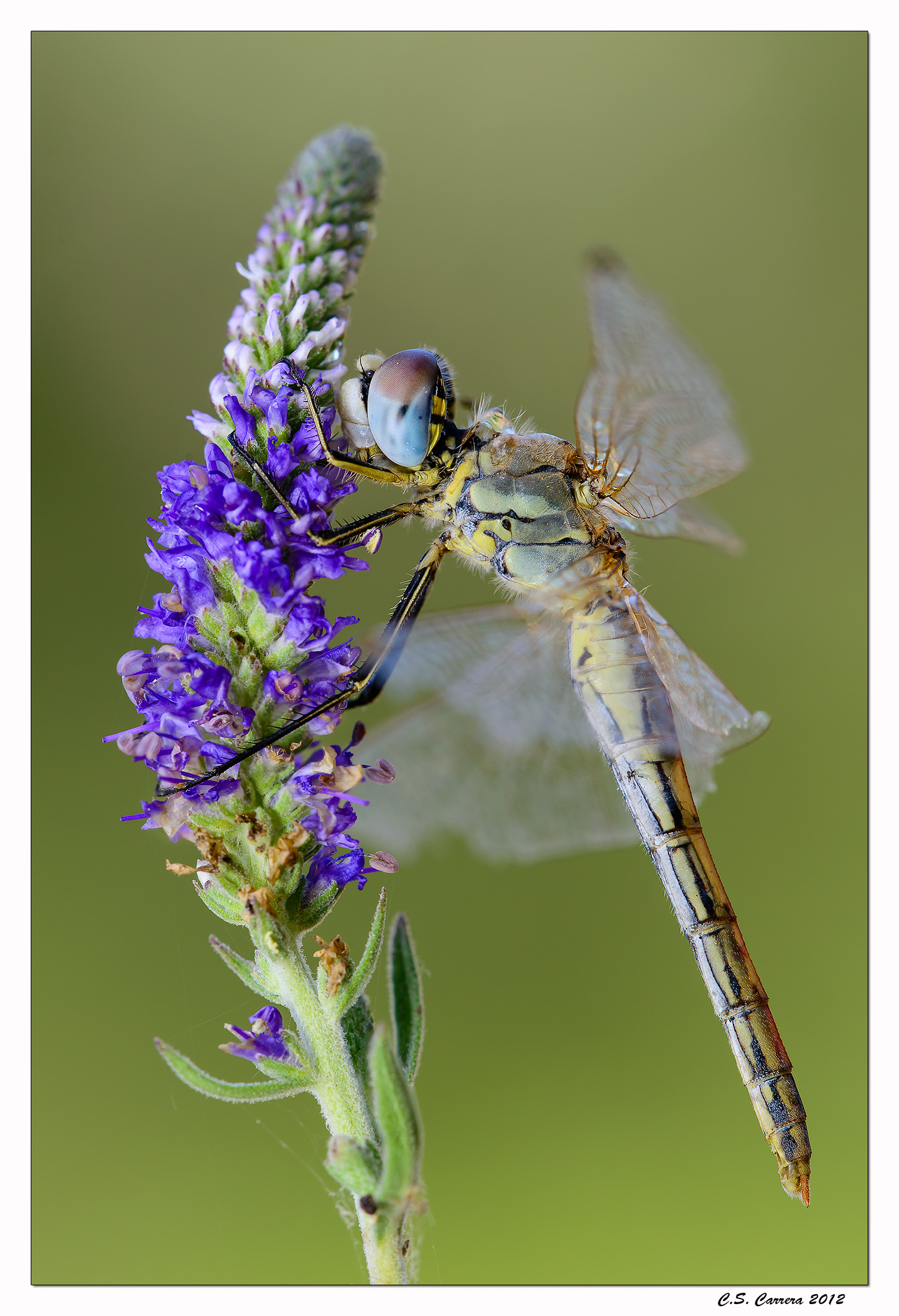Sympetrum fonscolombii female