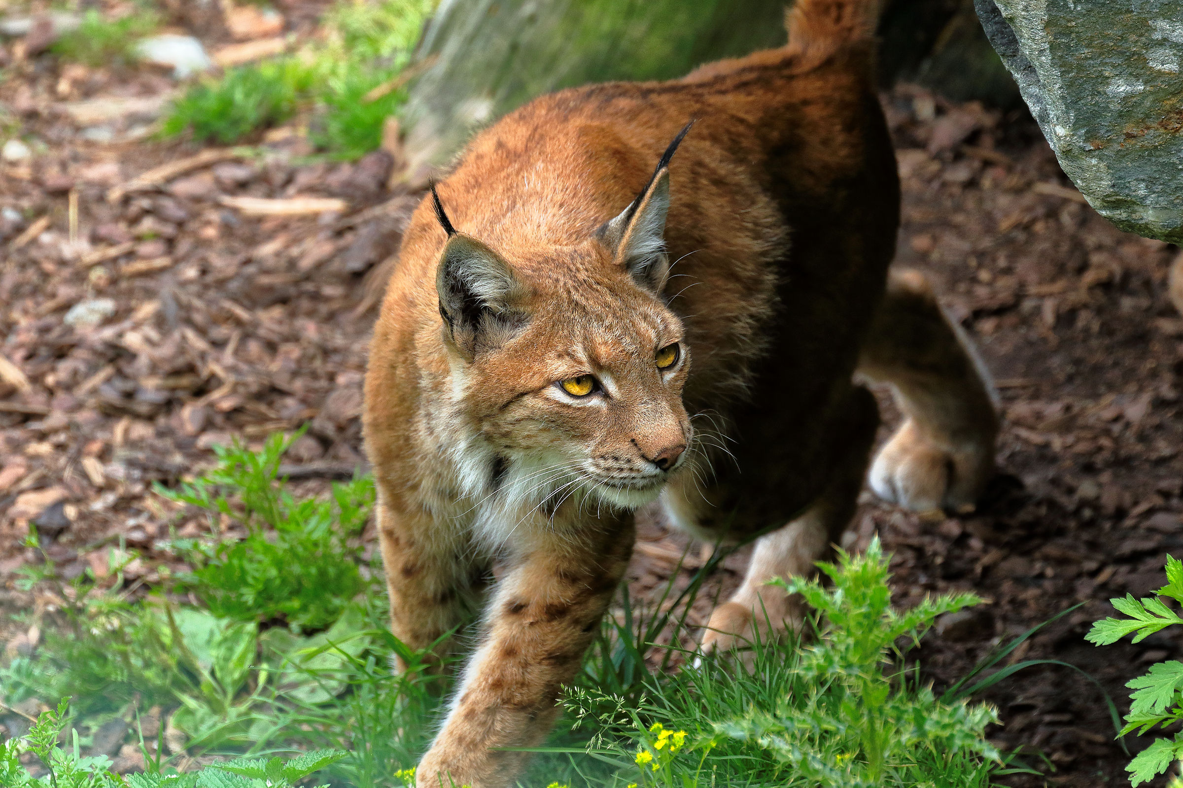 Lynx