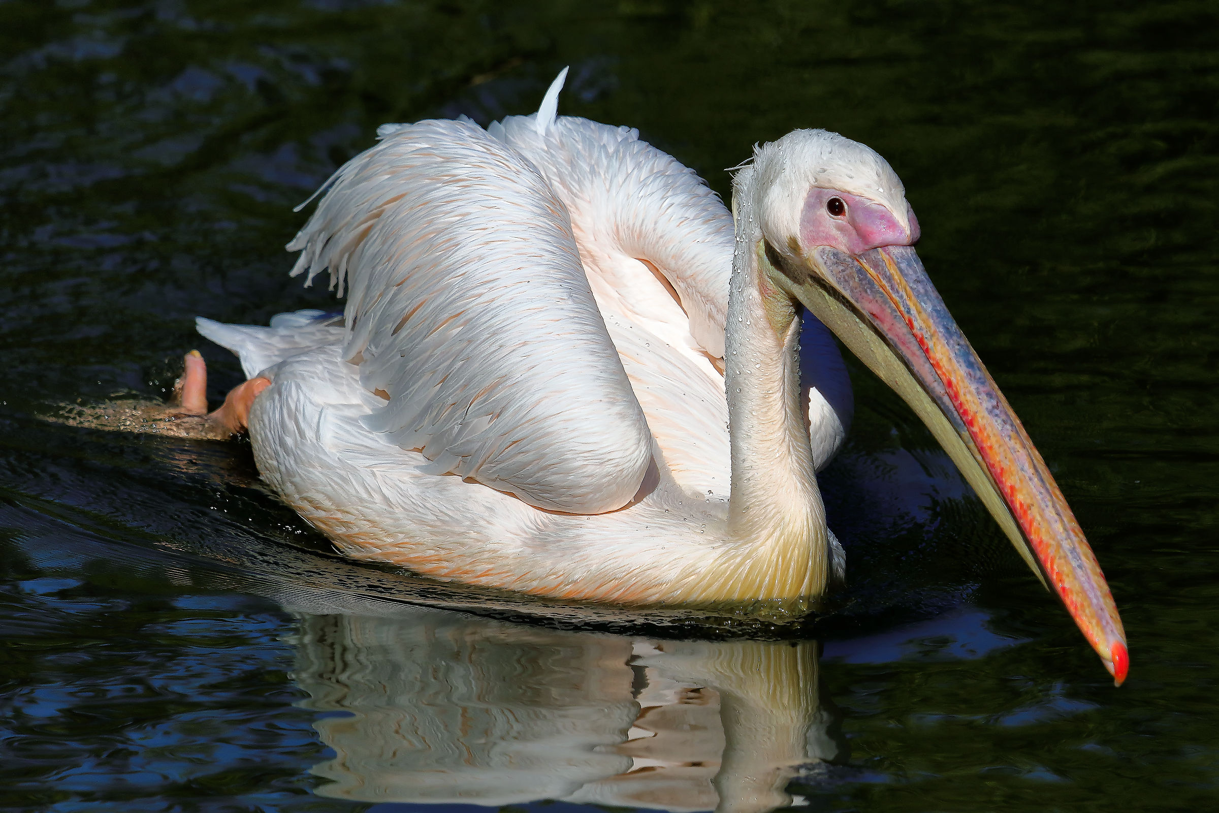 Pelican