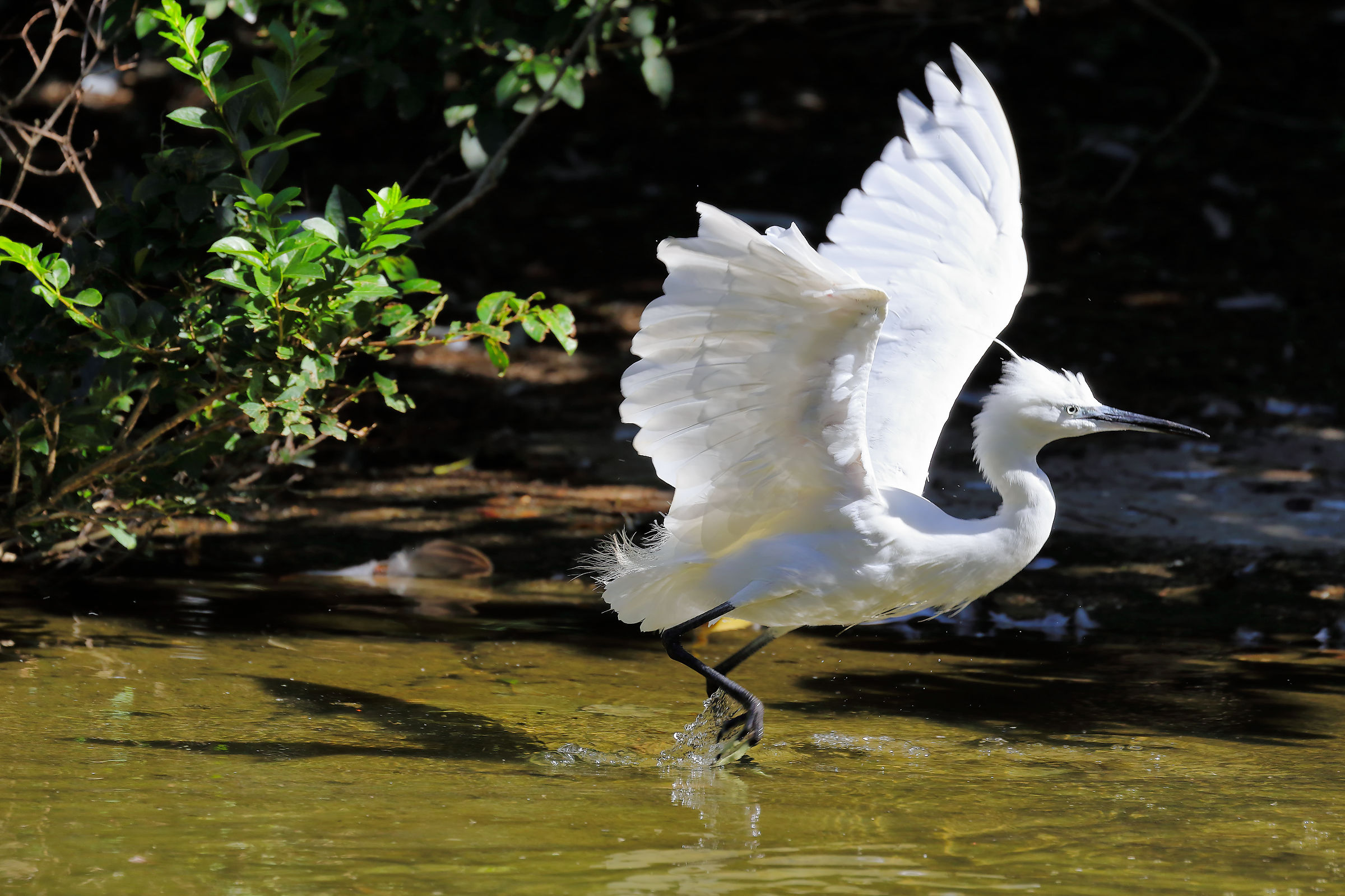 egret