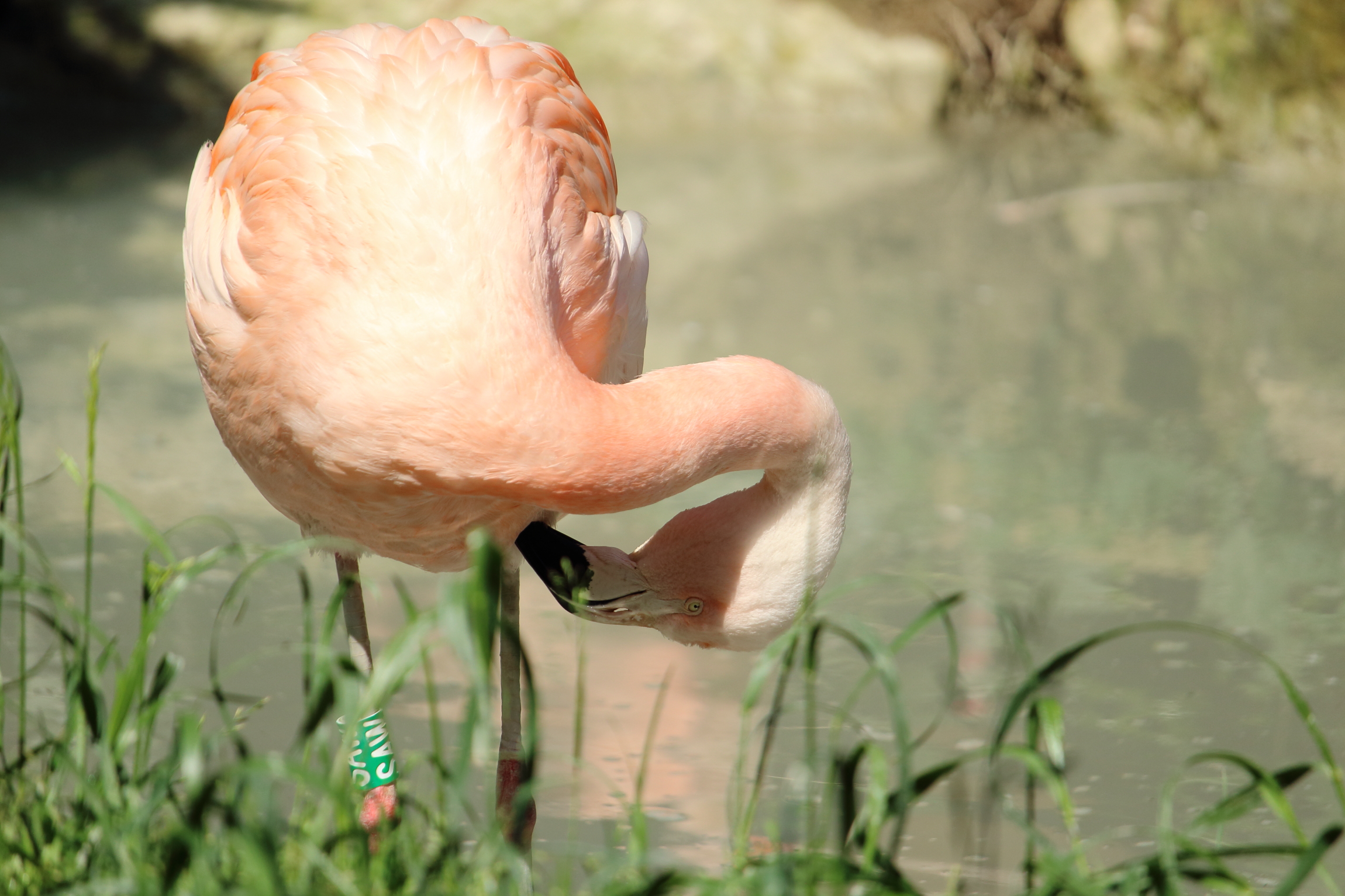 pink flamingo