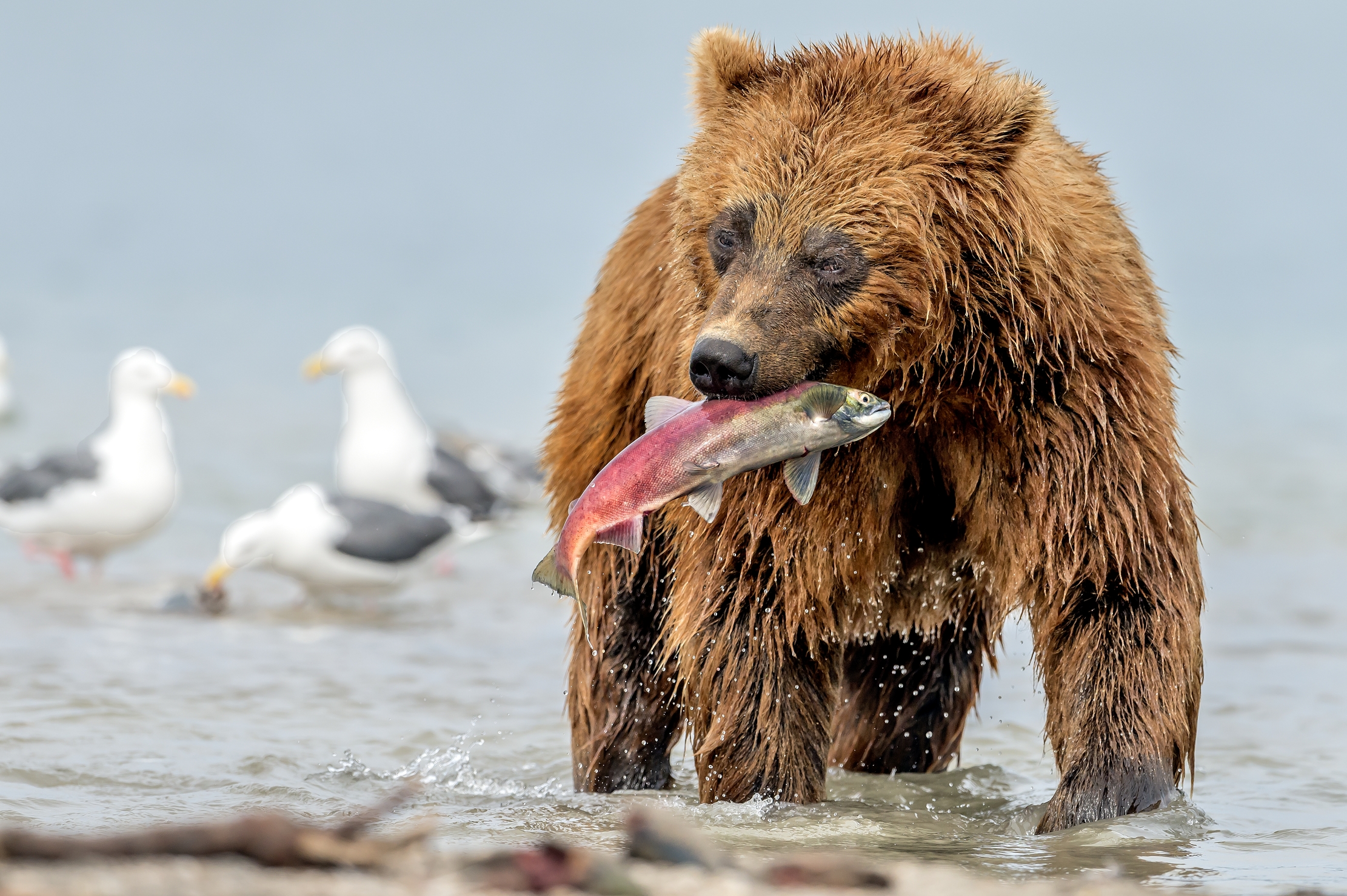 Kamchatka 2016 - Ritorno a riva