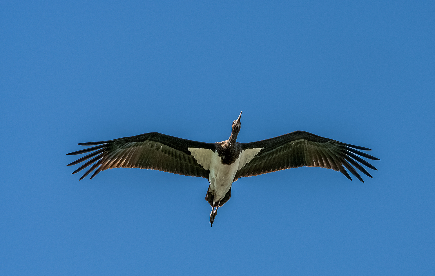 black stork