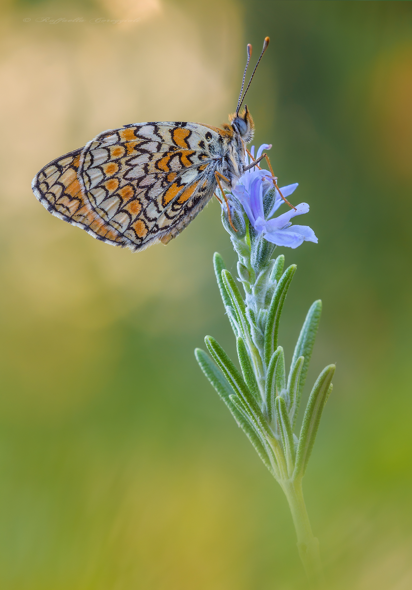 Melitaea phoebe