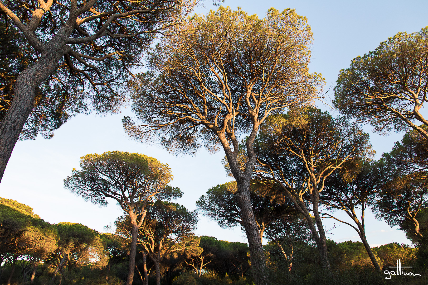 Maremma pine forest