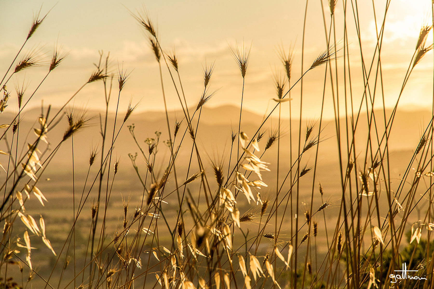 stalks of TIMETABLES