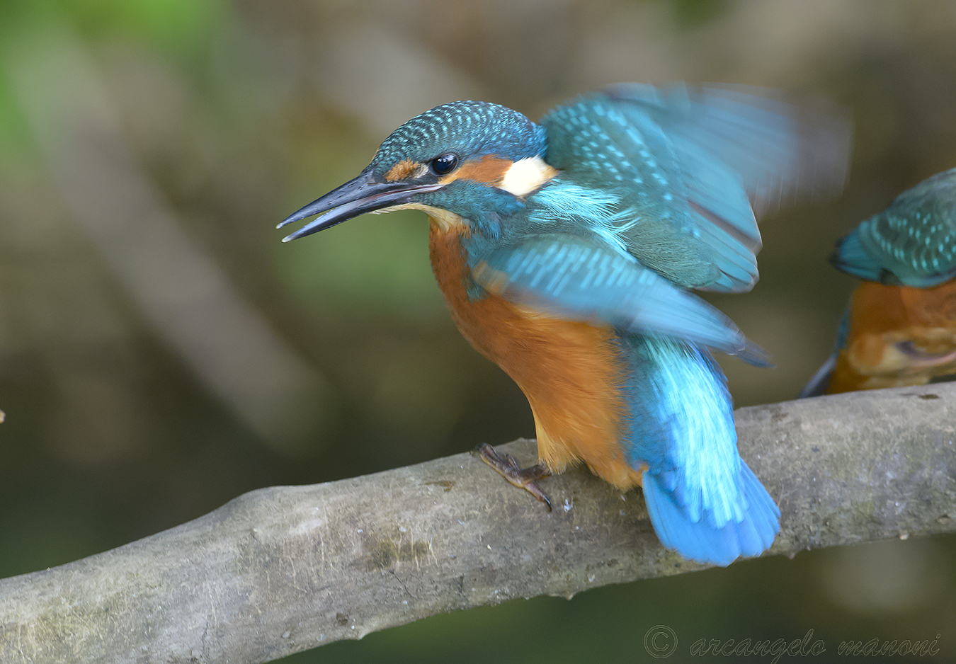 ginnastica da martino