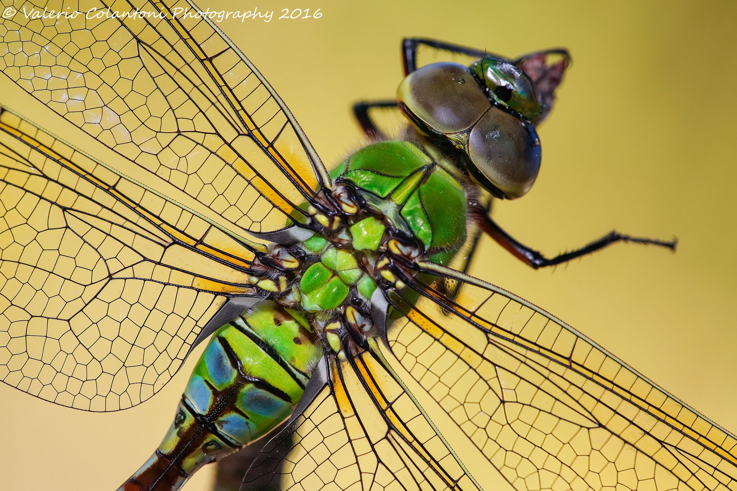 Anax imperator, solo parti originali...